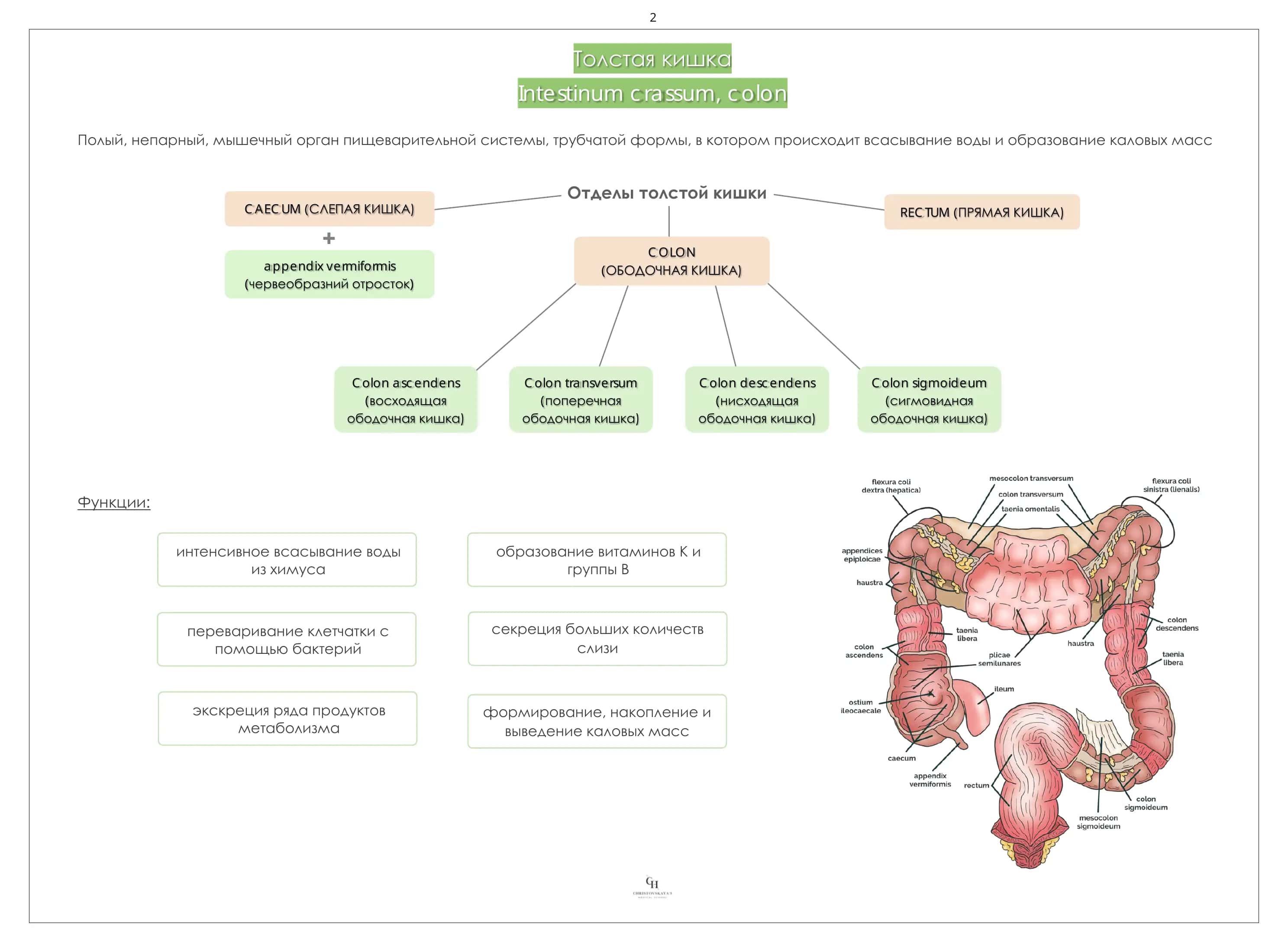 Толстая кишка 3