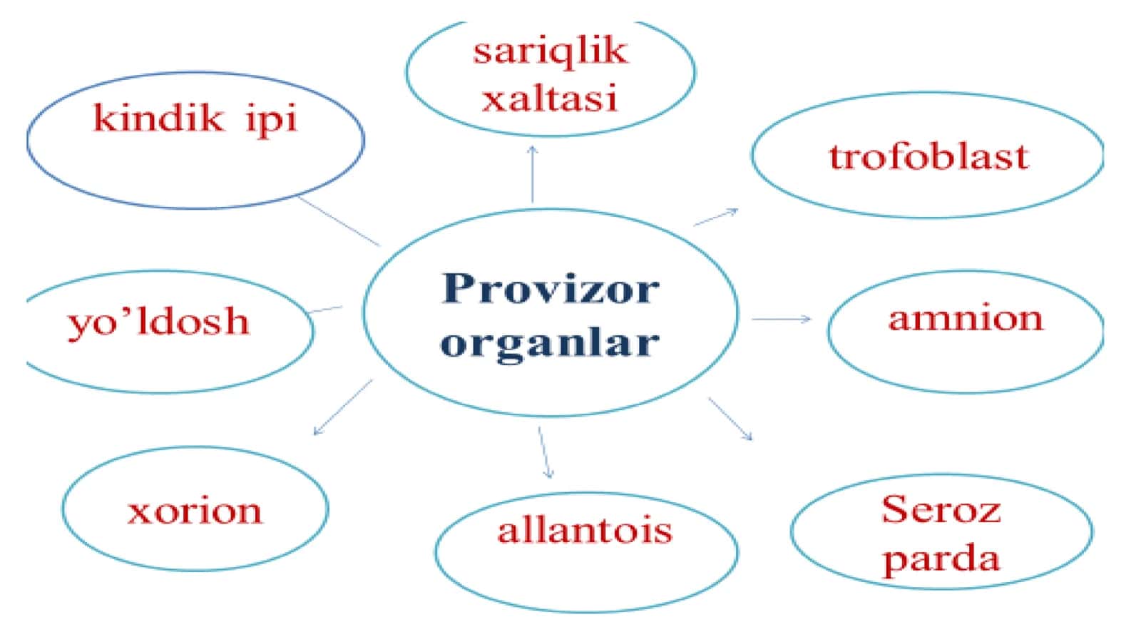 Provizor aʼzolarning shakllanishi. Odam embrional rivojlanishi 3