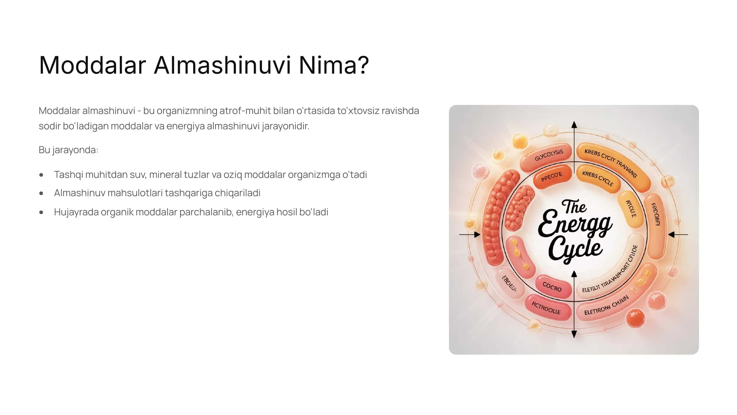 Moddalar va Energiya Almashinuvi 3