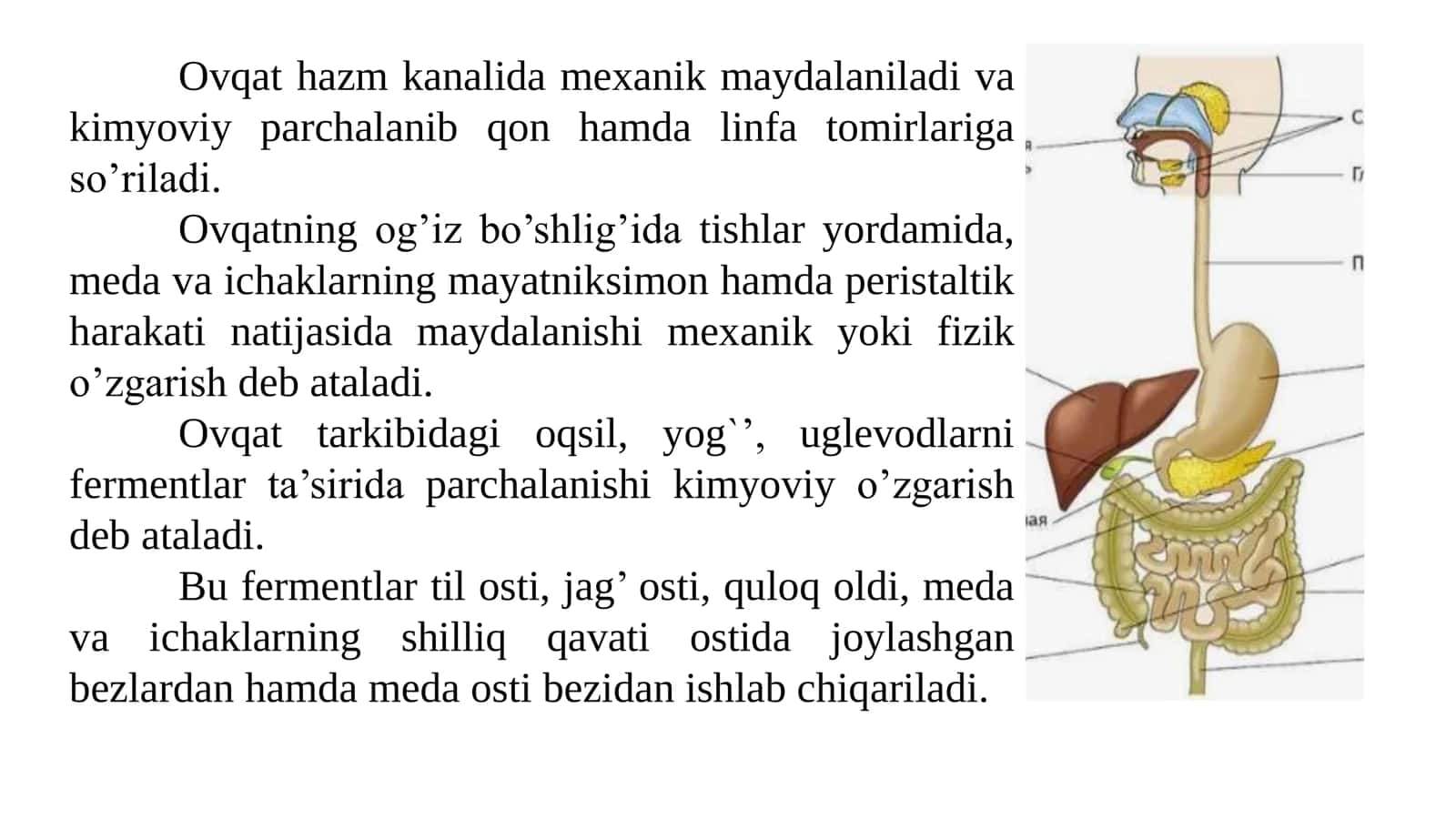 Ovqat hazim qilish tizimining yoshga bog‘liq xususiyatlari va ovqatlanish gigienasi 3
