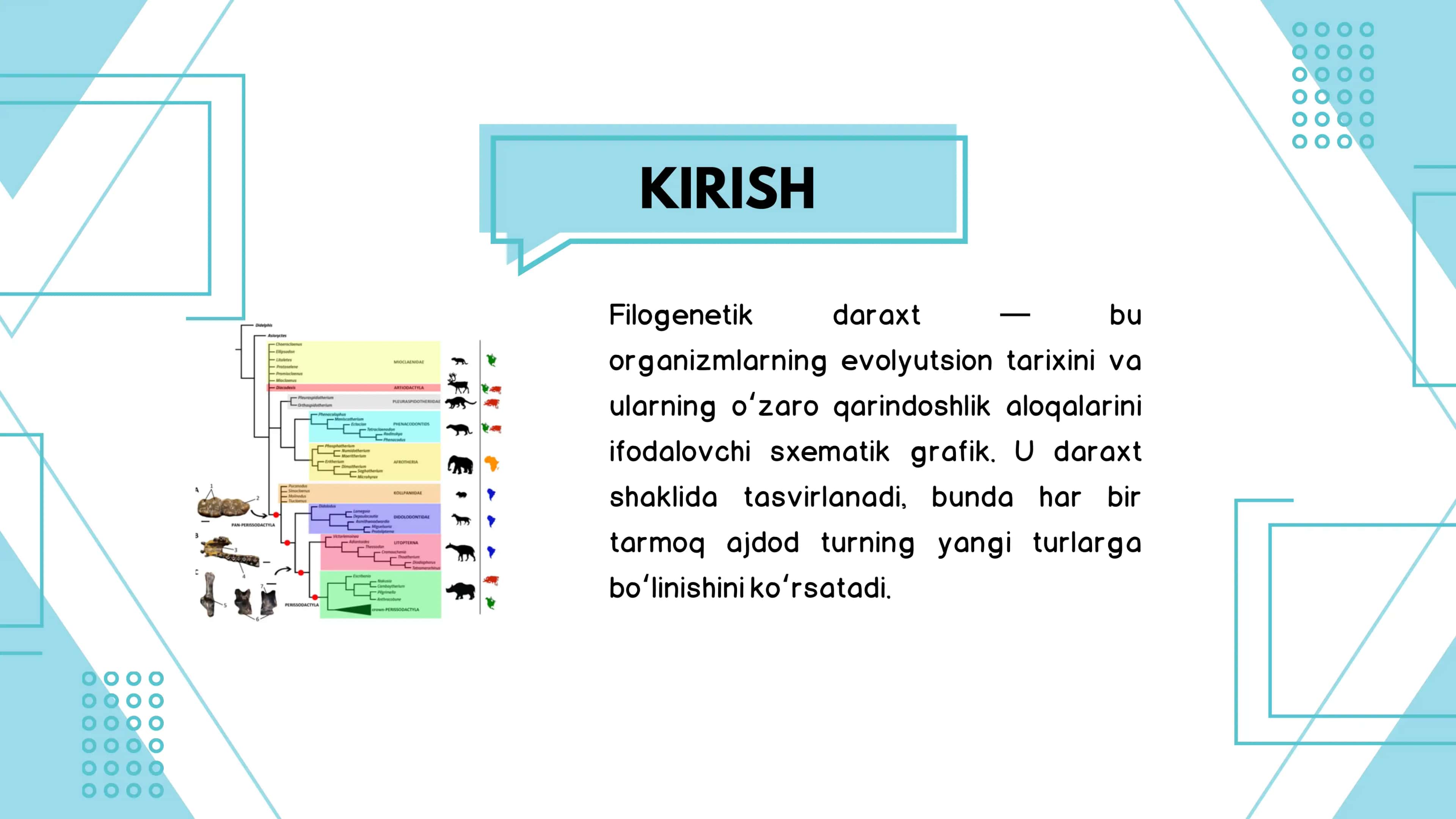 Filogenetik daraxtning biologiyadagi o’rni va ahamiyati 3