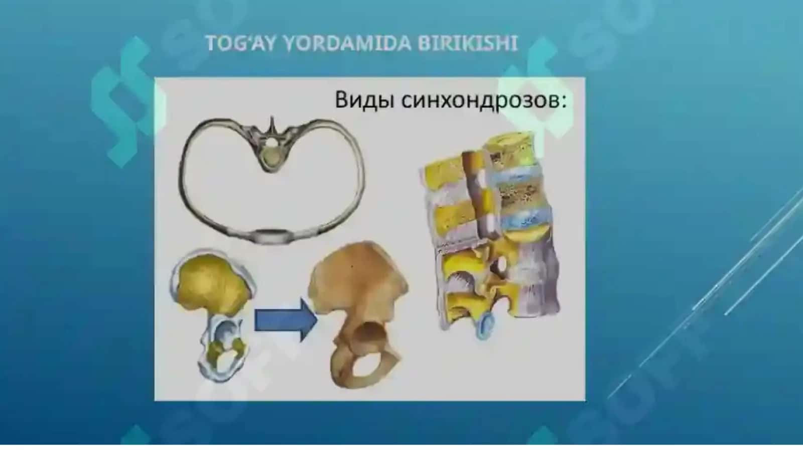 Sindesmologiya 3