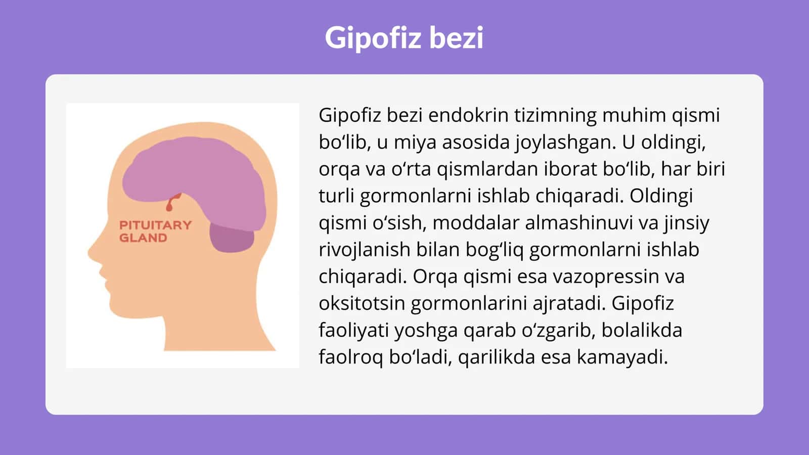 ENDOKRIN BEZLAR. GIPOFIZ. EPIFIZ. JINSIY BEZLARNING ENDOKRIN QISMLARI 3