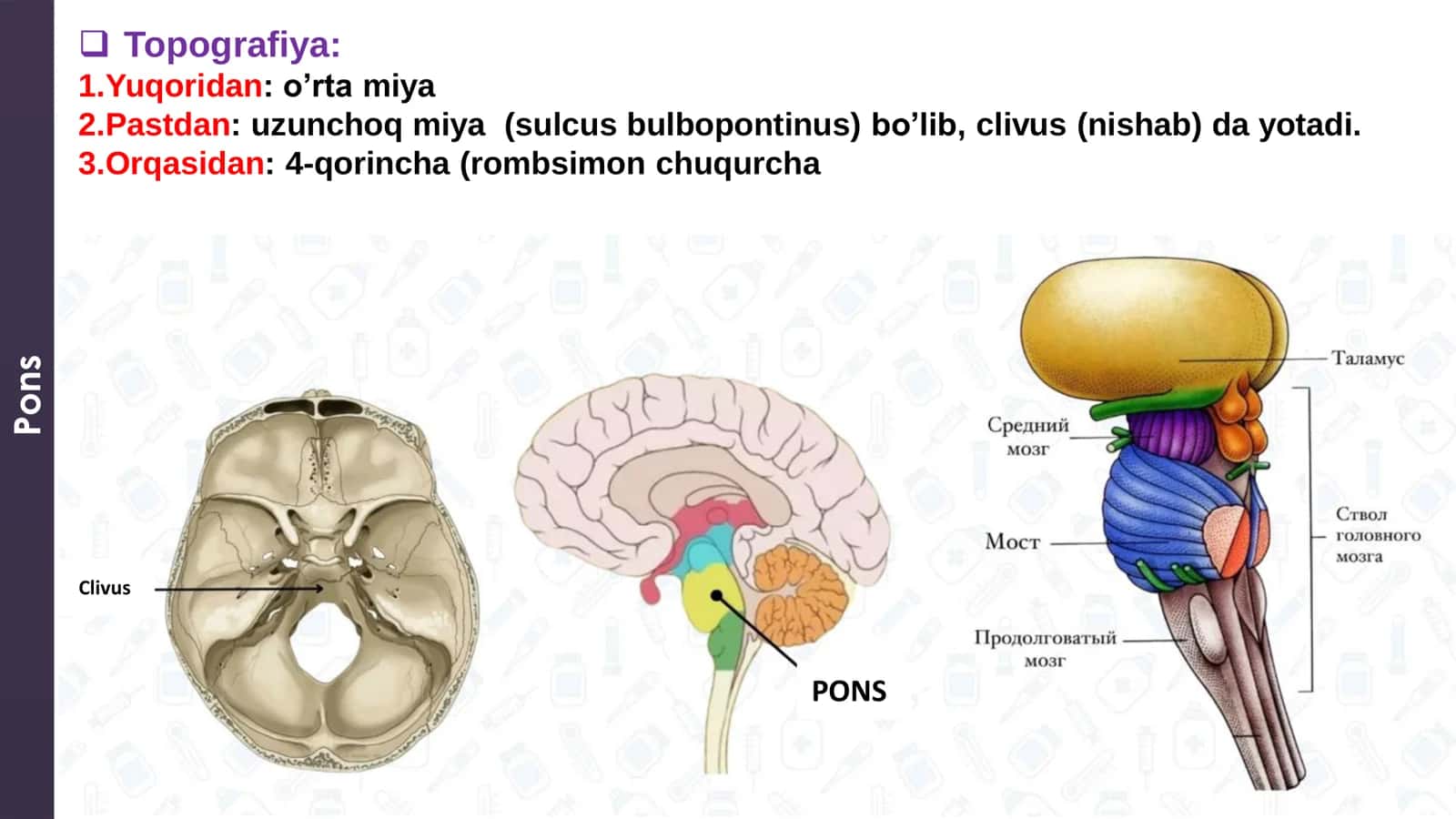Miya koprigi Anatomiyasi 3