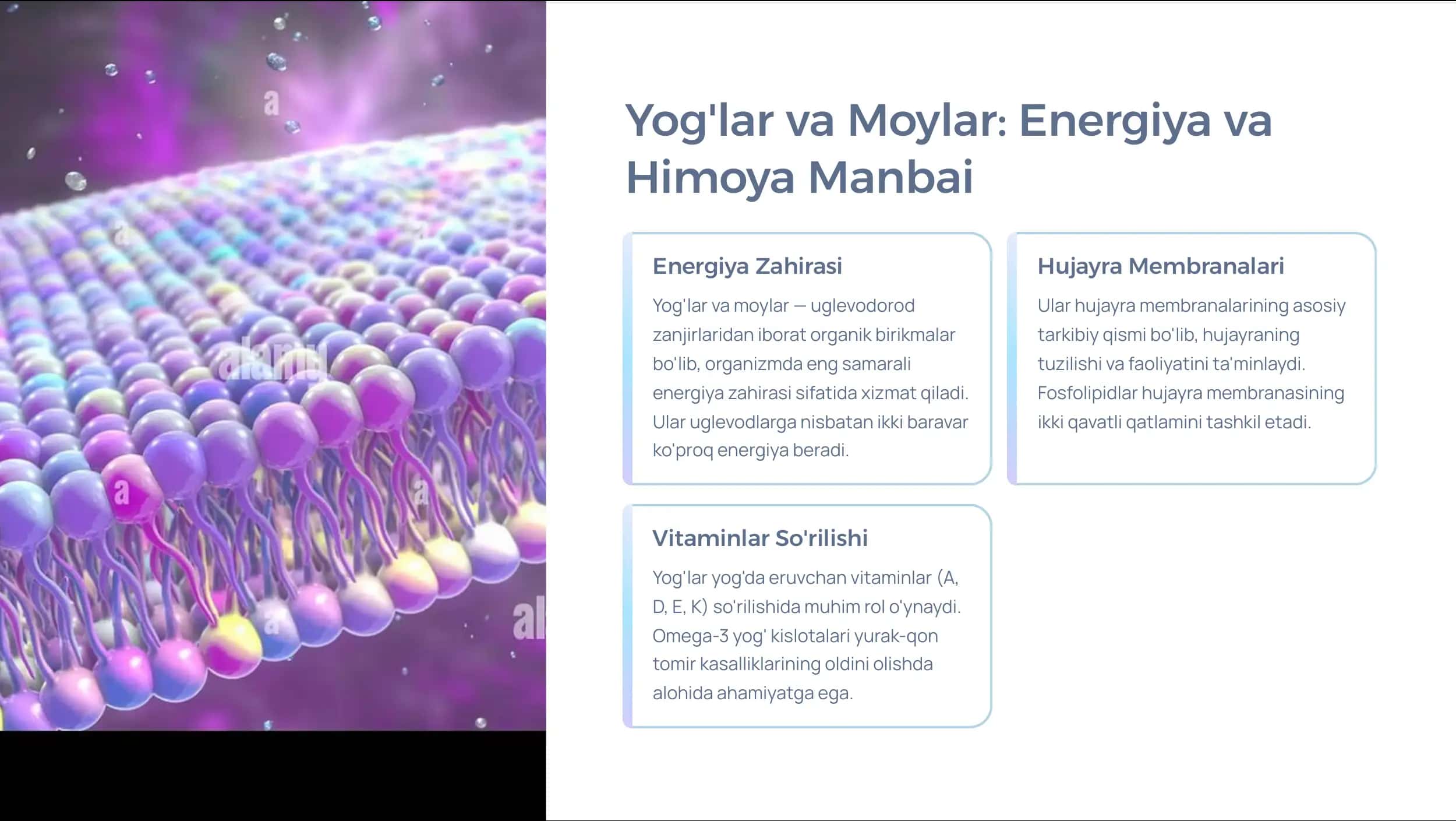 Oqsillar, Yog'lar va Moylar, 
Izoprenoidlar va 
Alkaloidlar 3