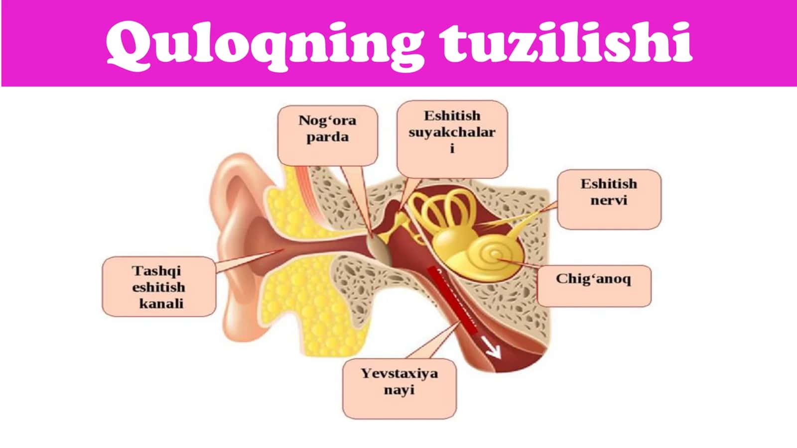 8-Sinf Biologiya: “Eshitish organlarining tuzilishi va eshitish gigiyenasi” Taqdimot 3