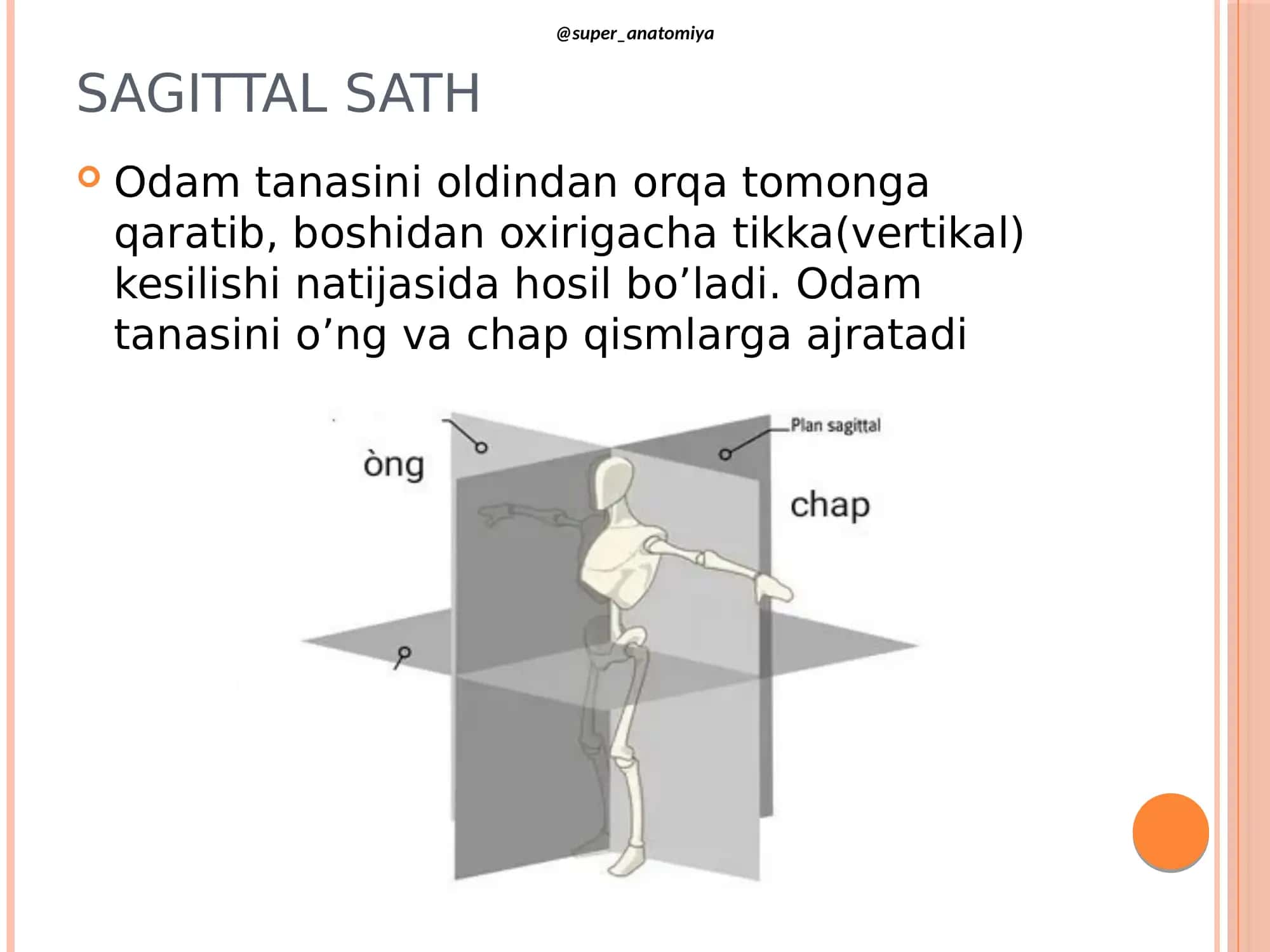 Osteologiya haqida umumiy tushuncha.Satxlar haqida tushuncha (super anatomiya) 3