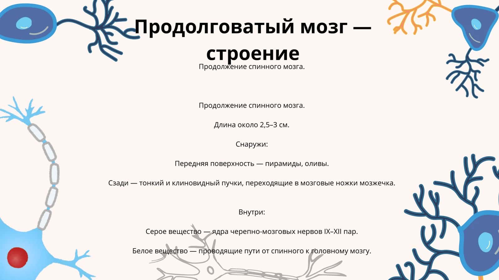 Продолговатый мозг (Prodolgovatyy mozg) 3