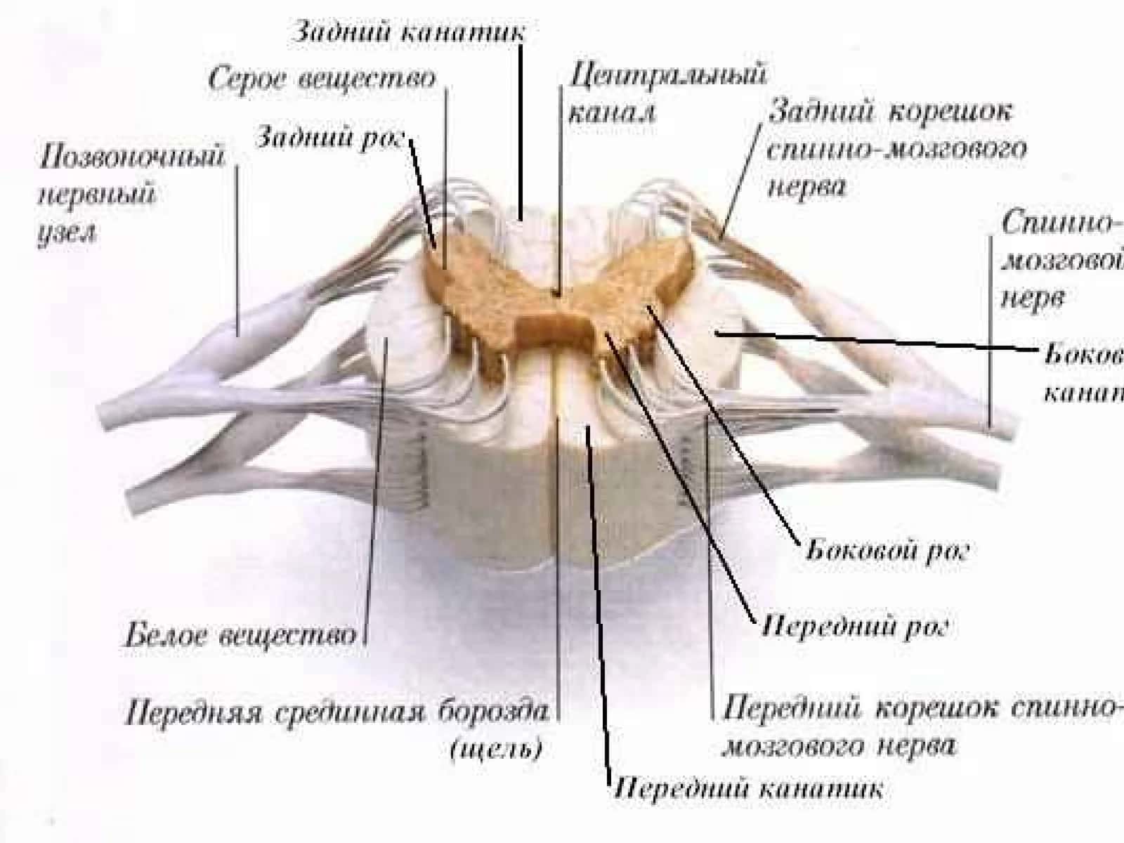 Асаб системасининг клиник анатомияси 3