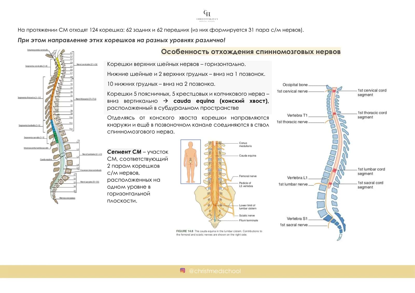 ИНТЕНСИВ ПО ПЕРИФЕРИЧЕСКОЙ НЕРВНОЙ СИСТЕМЕ ВЕБИНАР 3: Спинномозговой нерв. Шейное сплетение. Плечевое сплетение 3
