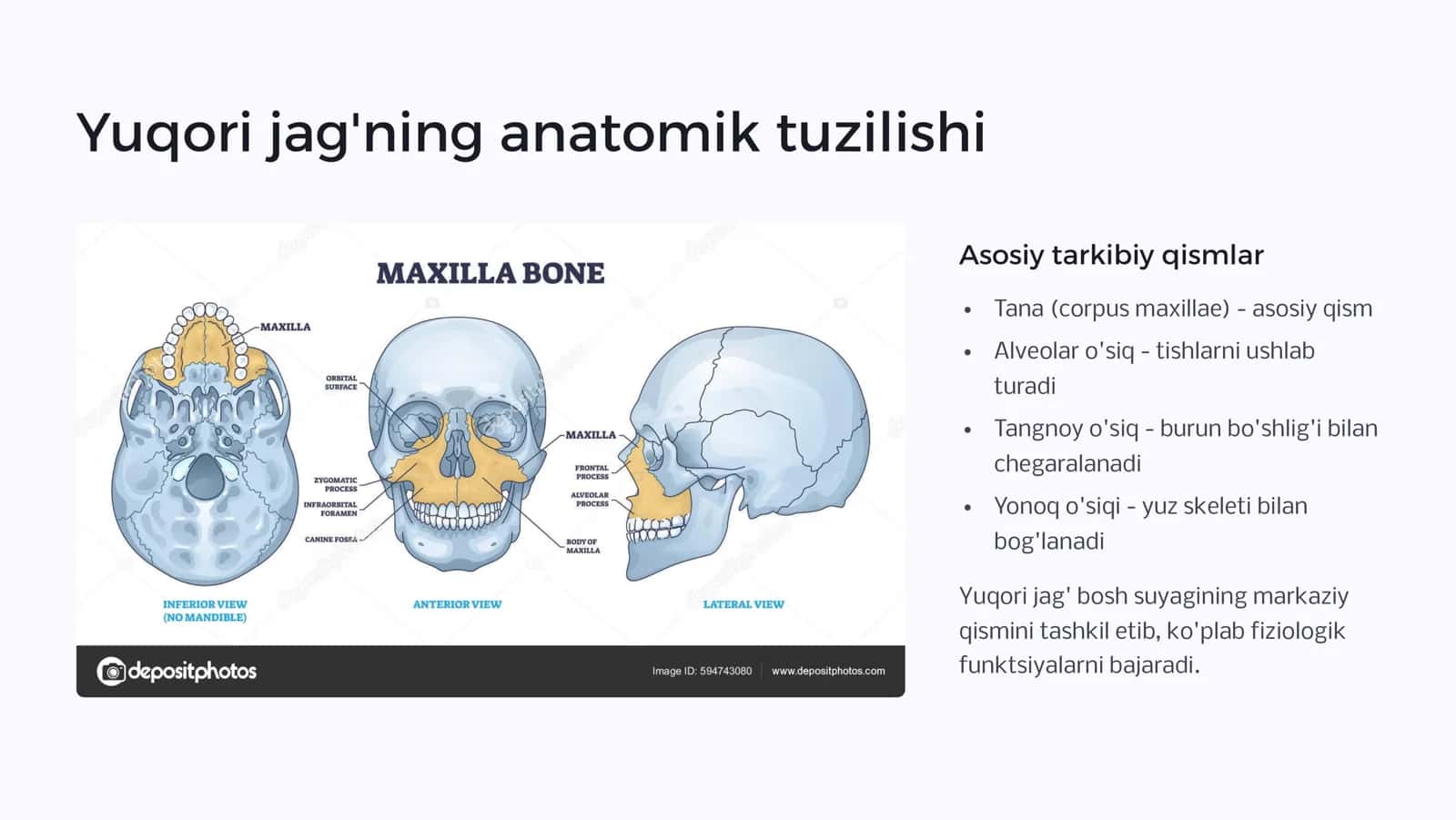 Yuqori va pastki jag‘, alveolyar o‘siqlar. Og‘iz  bo‘shlig‘ining shilliq qavati. Periodontning anatomik va funksional xususiyatlari   Protezlash bilan bog‘liq tish-j’ag’larning  anatomik va fiziologik xususiyatlari. Sterilizatsiya va dezinfeksiya. Yatrogenik va yuqumli kasalliklarning (OIV infeksiyasi, "V" gepatiti va boshqalar) oldini olish. 3