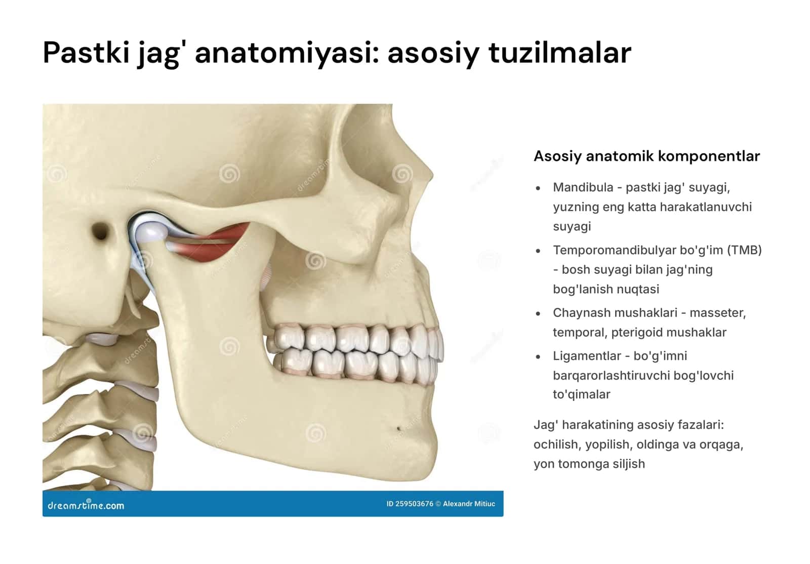 Pastki jag‘ xarakati biomexanikasi.tranzverzal kesuv yo‘li burchagi.Artikulyatsiya qonuniyati.Gizi bo‘yicha chaynov xarakati fazalari, fiziologik tinchlik xolati. 3