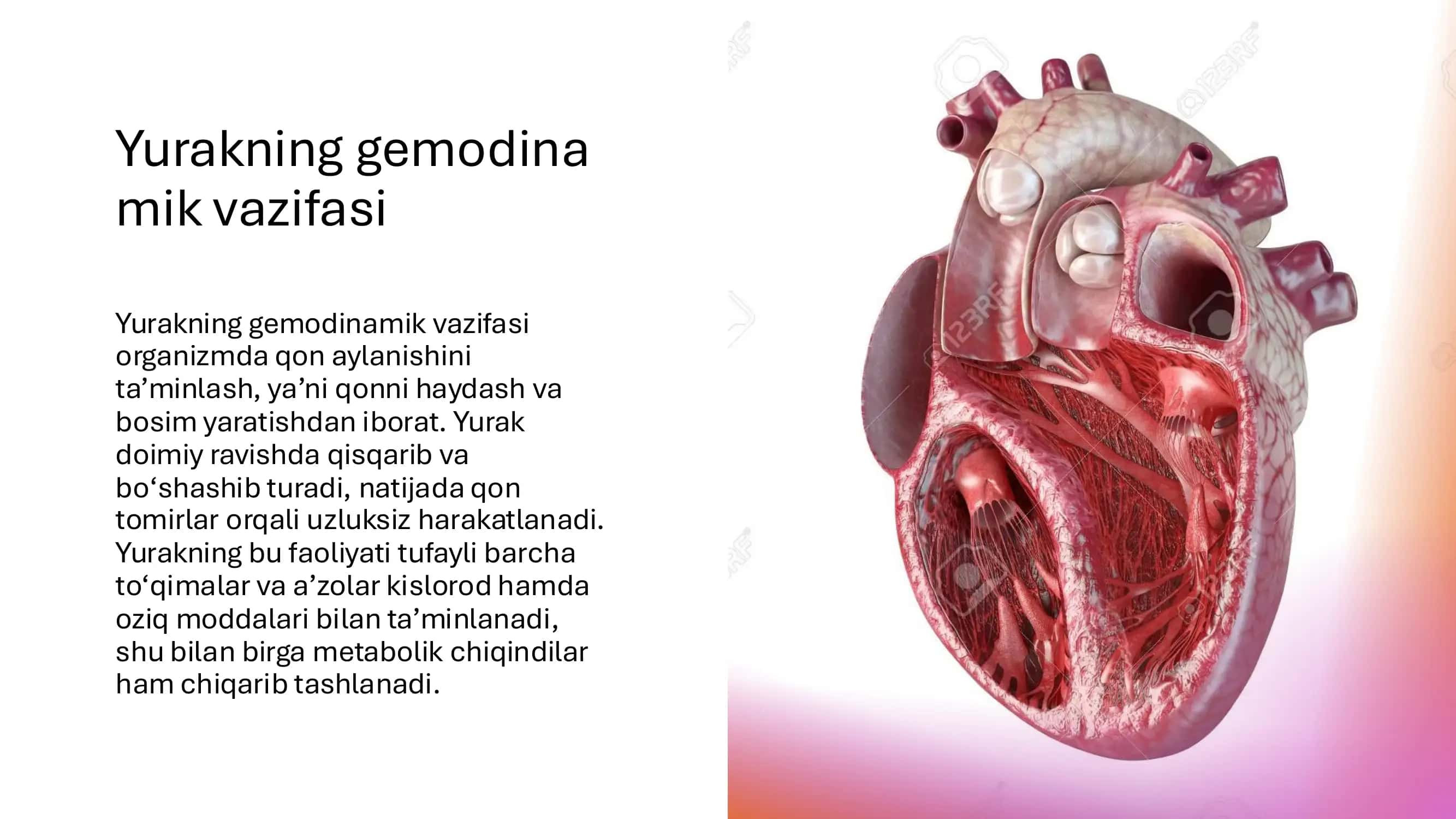 Yurakning gemodinamik vazifasi. Yurak mushaklarining fiziologik xossalari._ 3