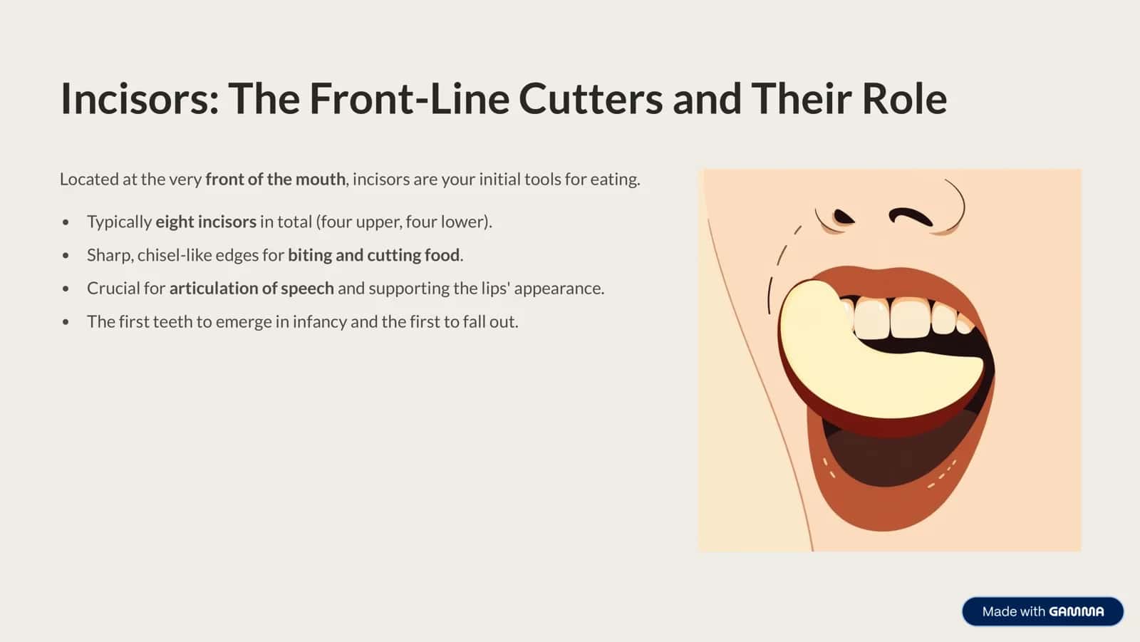 Understanding Your Bite: An Introduction to Types of Teeth 3