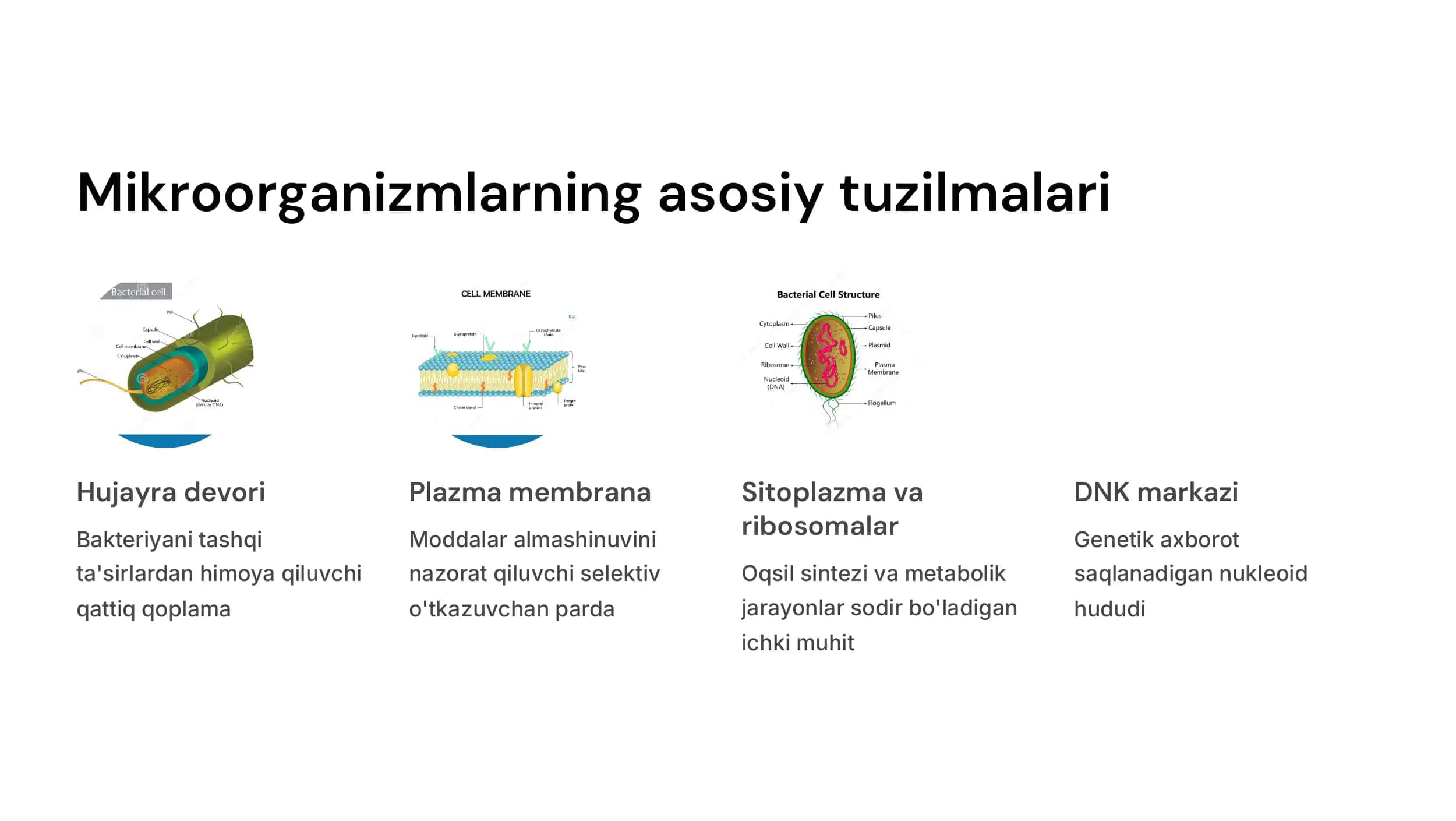 Mikroorganizmlarni doimiy  boʻlmagan  struktura  elementlari:spora,  kapsula,  xivchinlar, kiritmalar va  boshq. 3