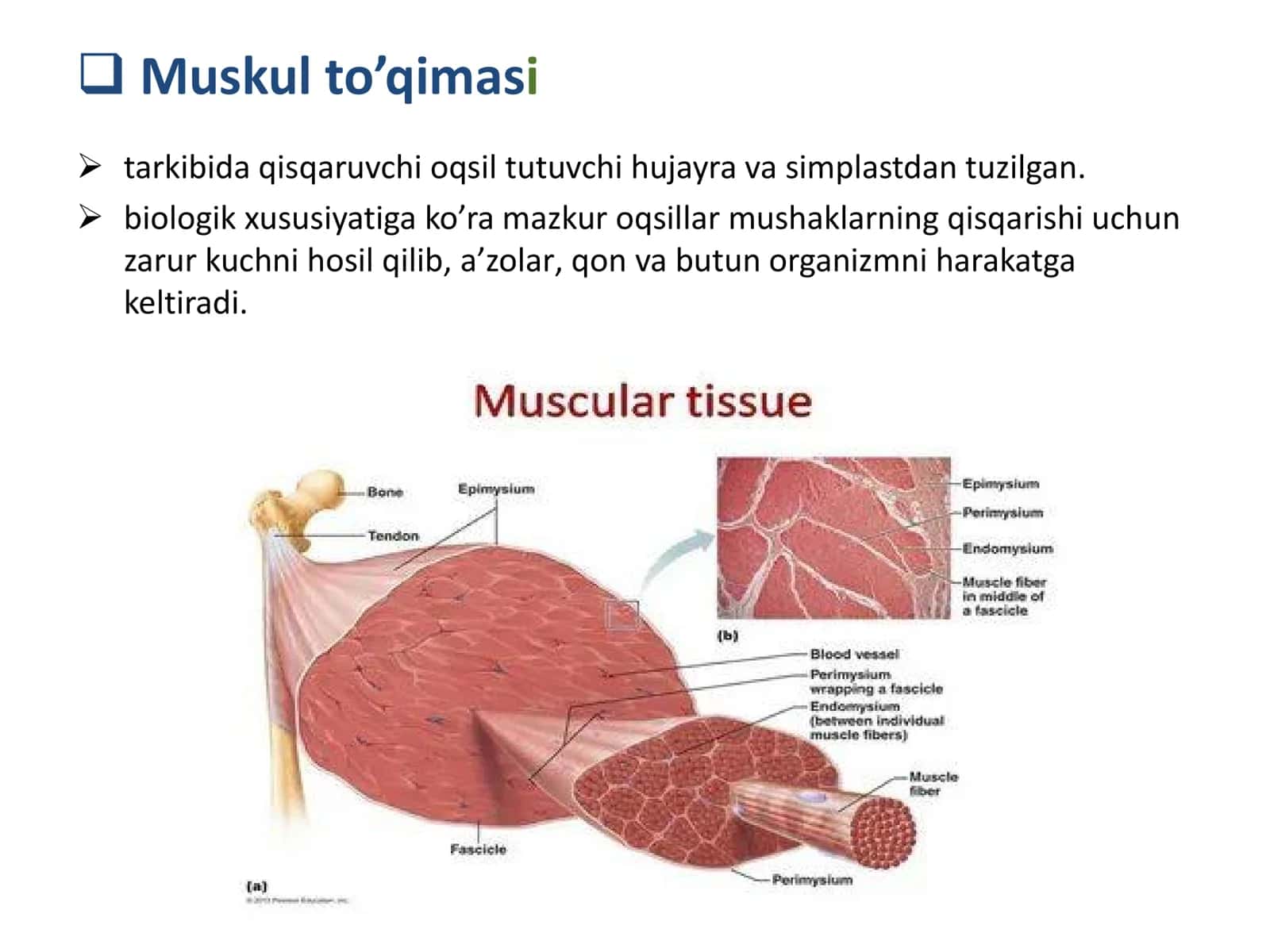 Muskul gistologiyasi 3