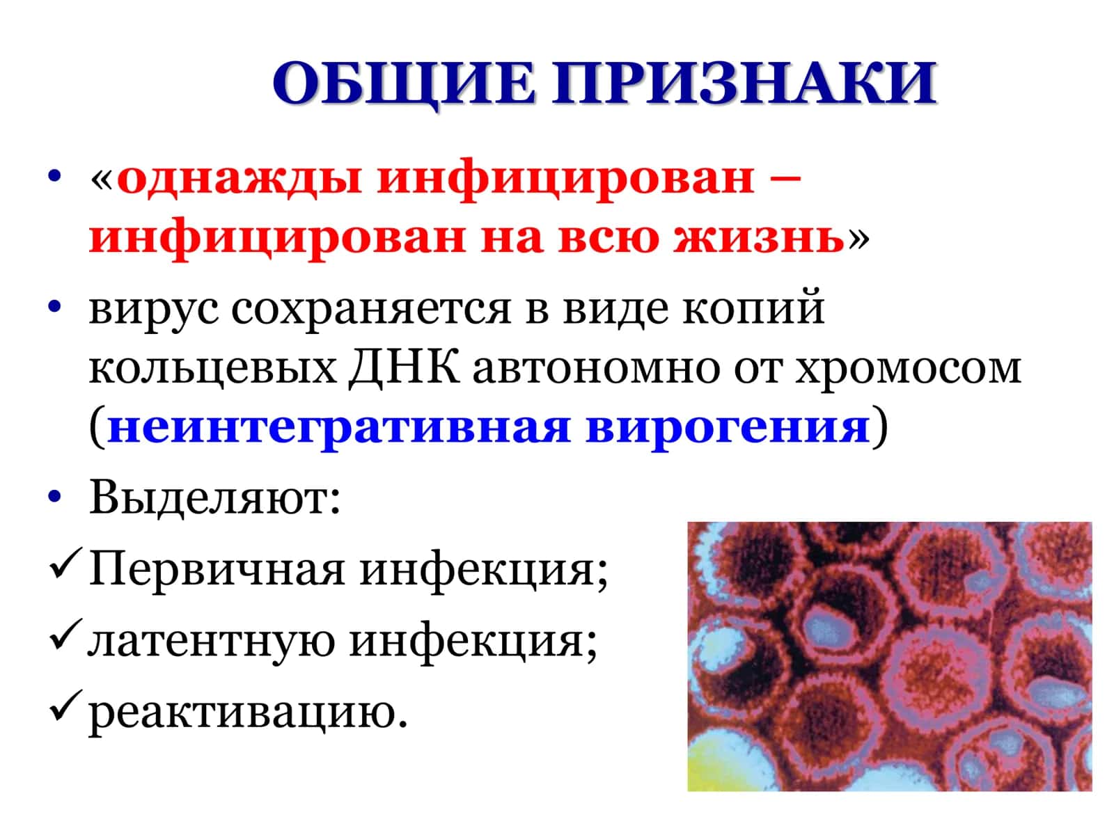 ВИРУСЫ ГЕРПЕСА 3