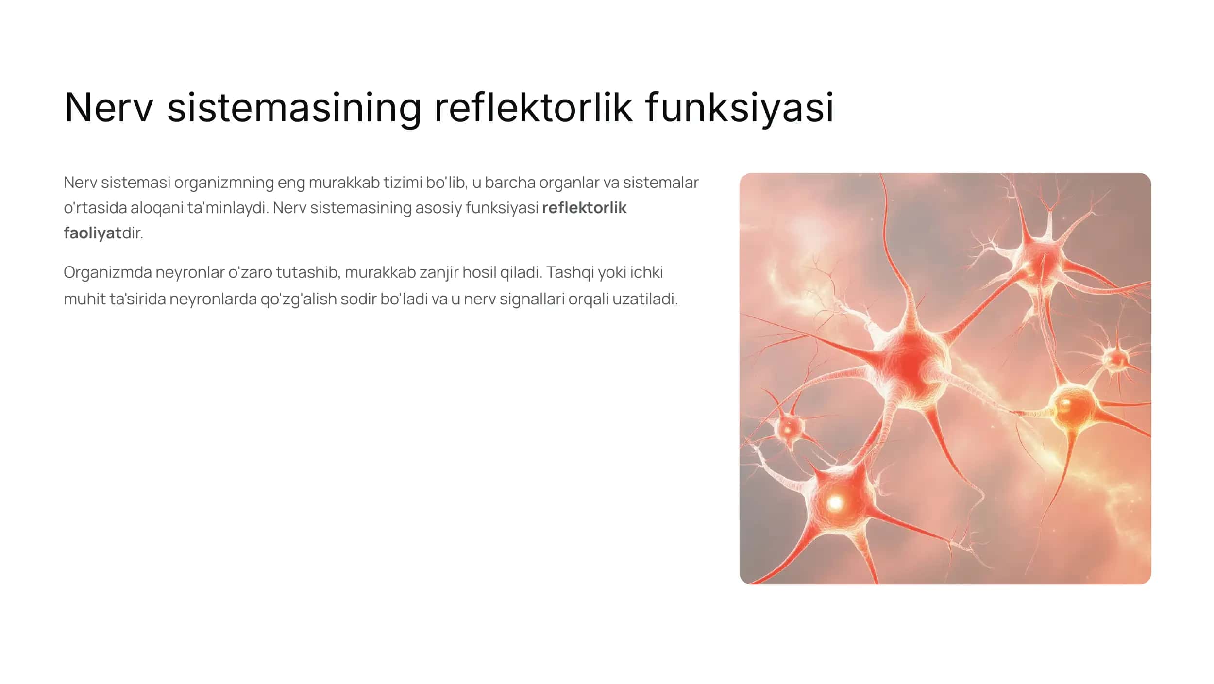 Nerv sistemasining funksiyasi 3