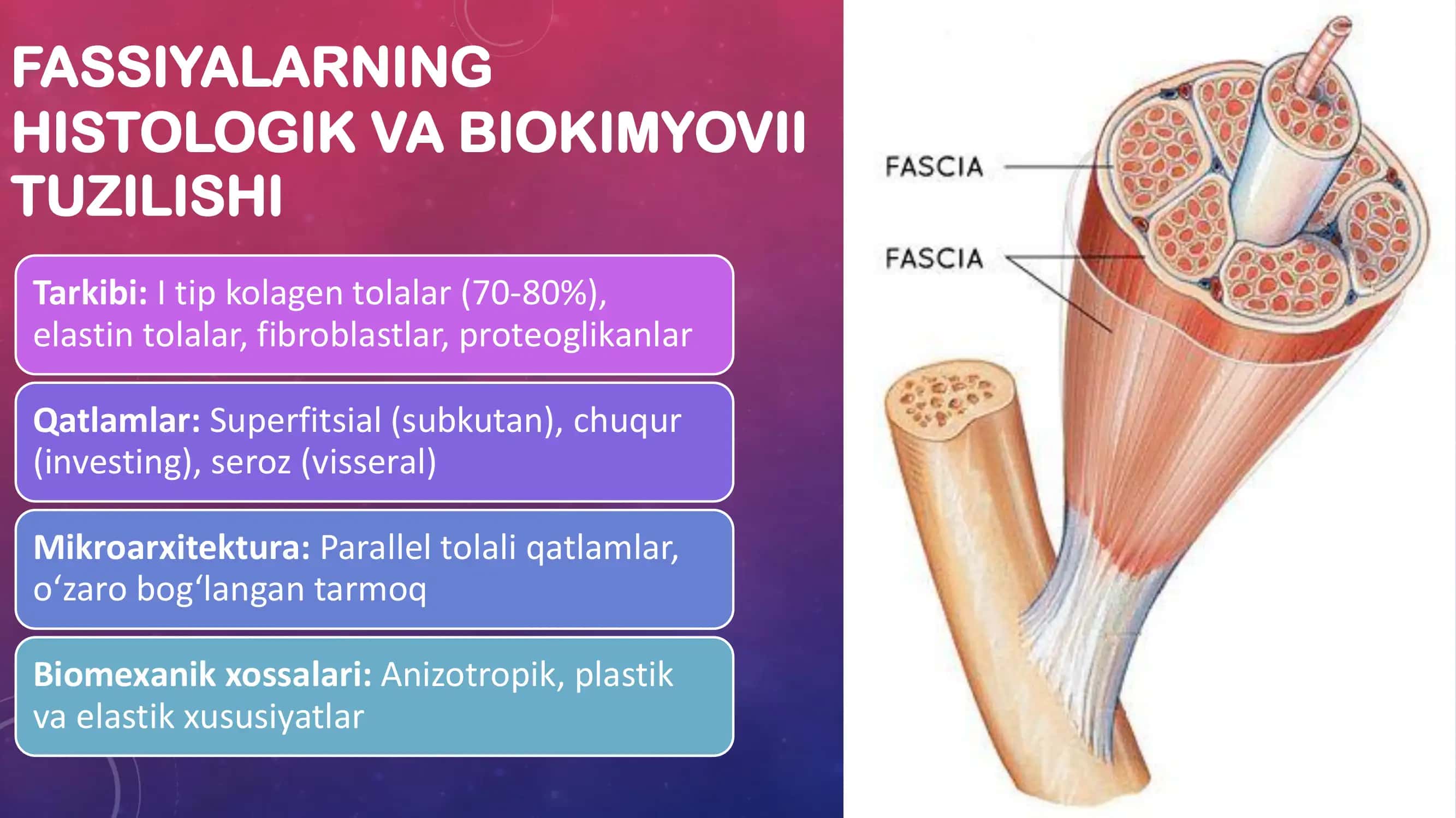 Ko'krak, qorin fassiyalari va klinik ahamiyati 3