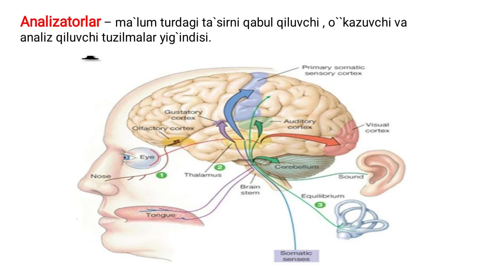 GISTOLOGIYA SEZGI ORGANLARI 3