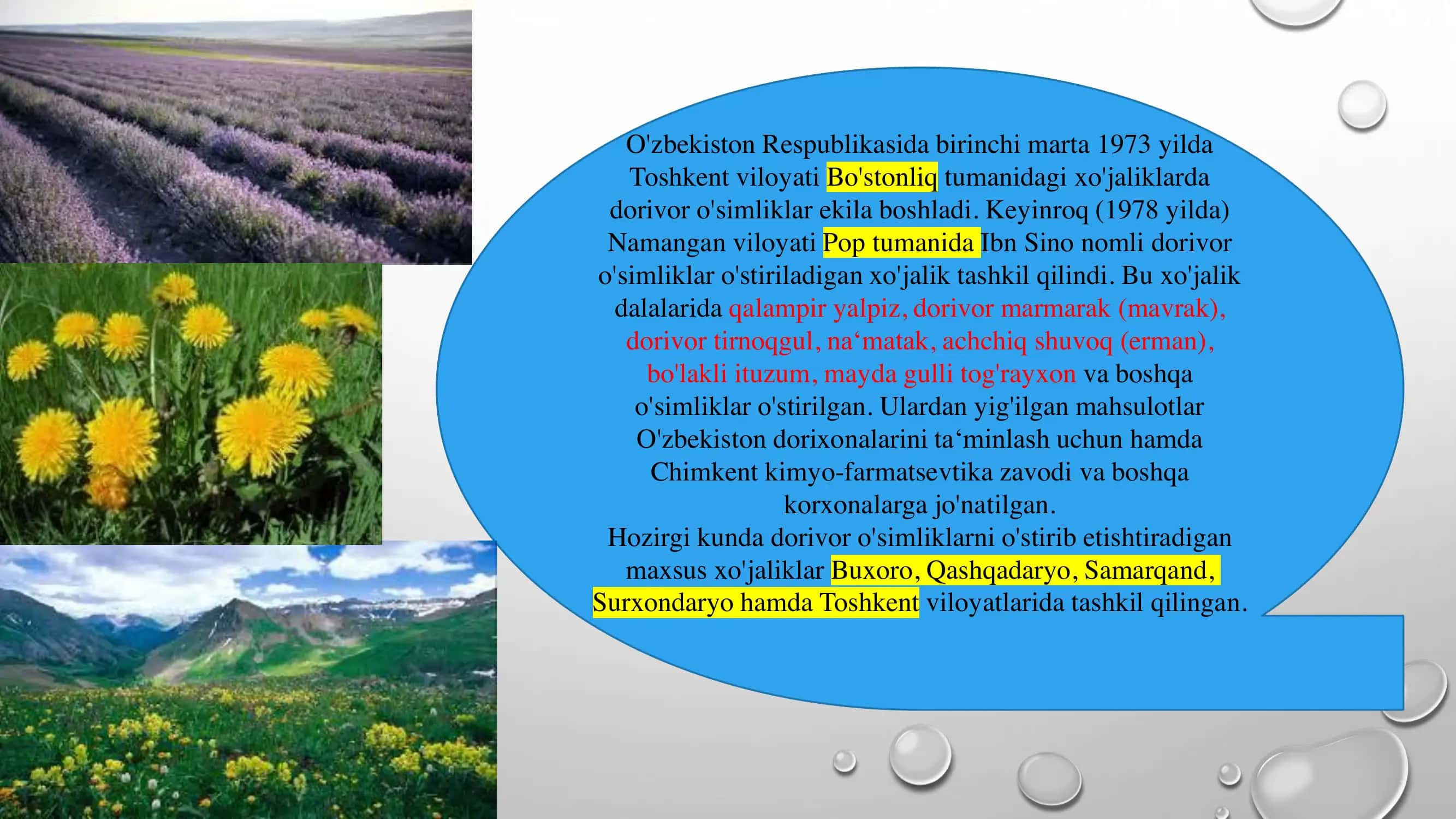 Dorivor o’simliklarni suniy ko’paytirish va yetishtirish texnologiyasi 3