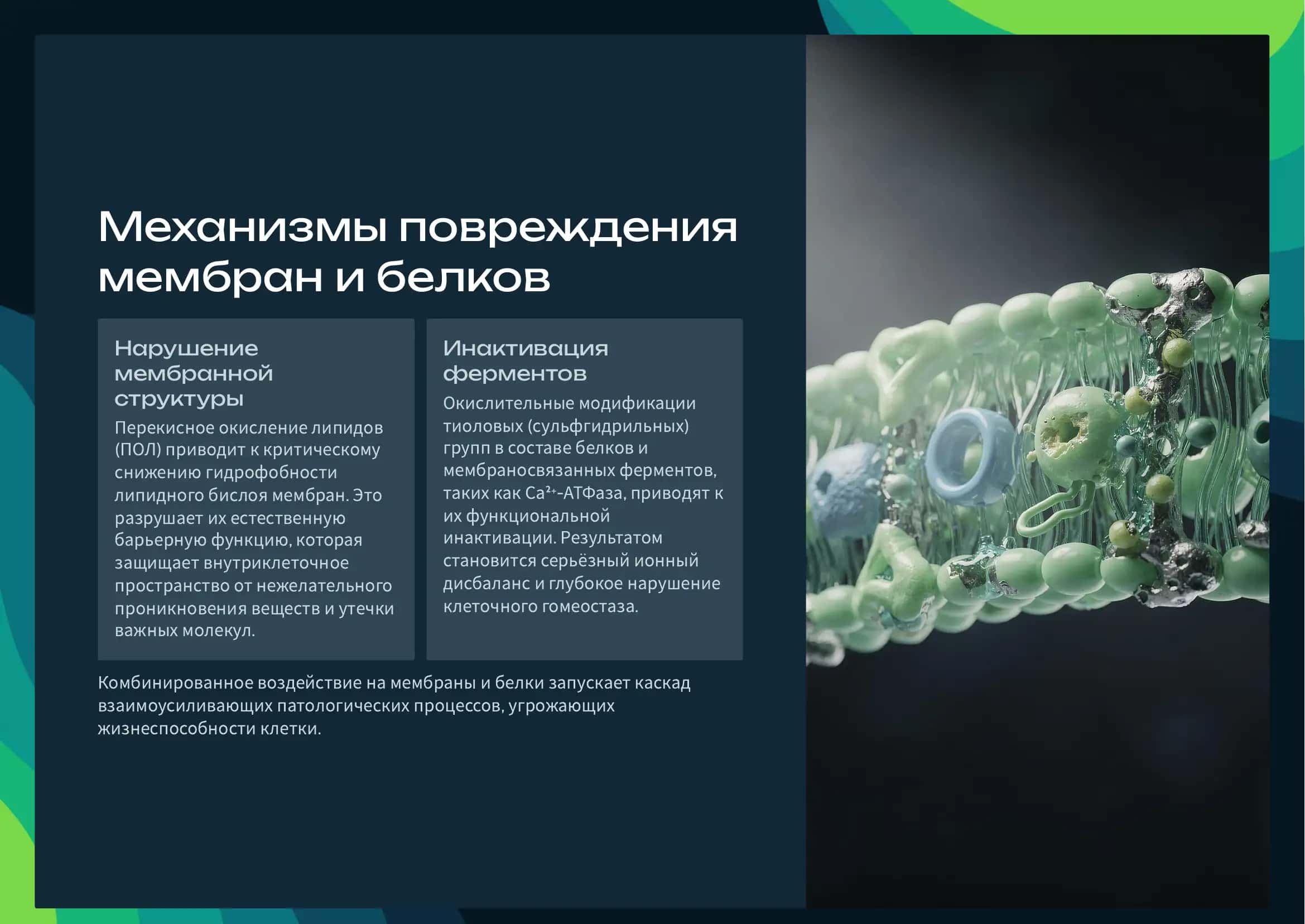 Вторичные биохимические последствия Повреждение ДНК, белков и липидов клеточных мембран. 3