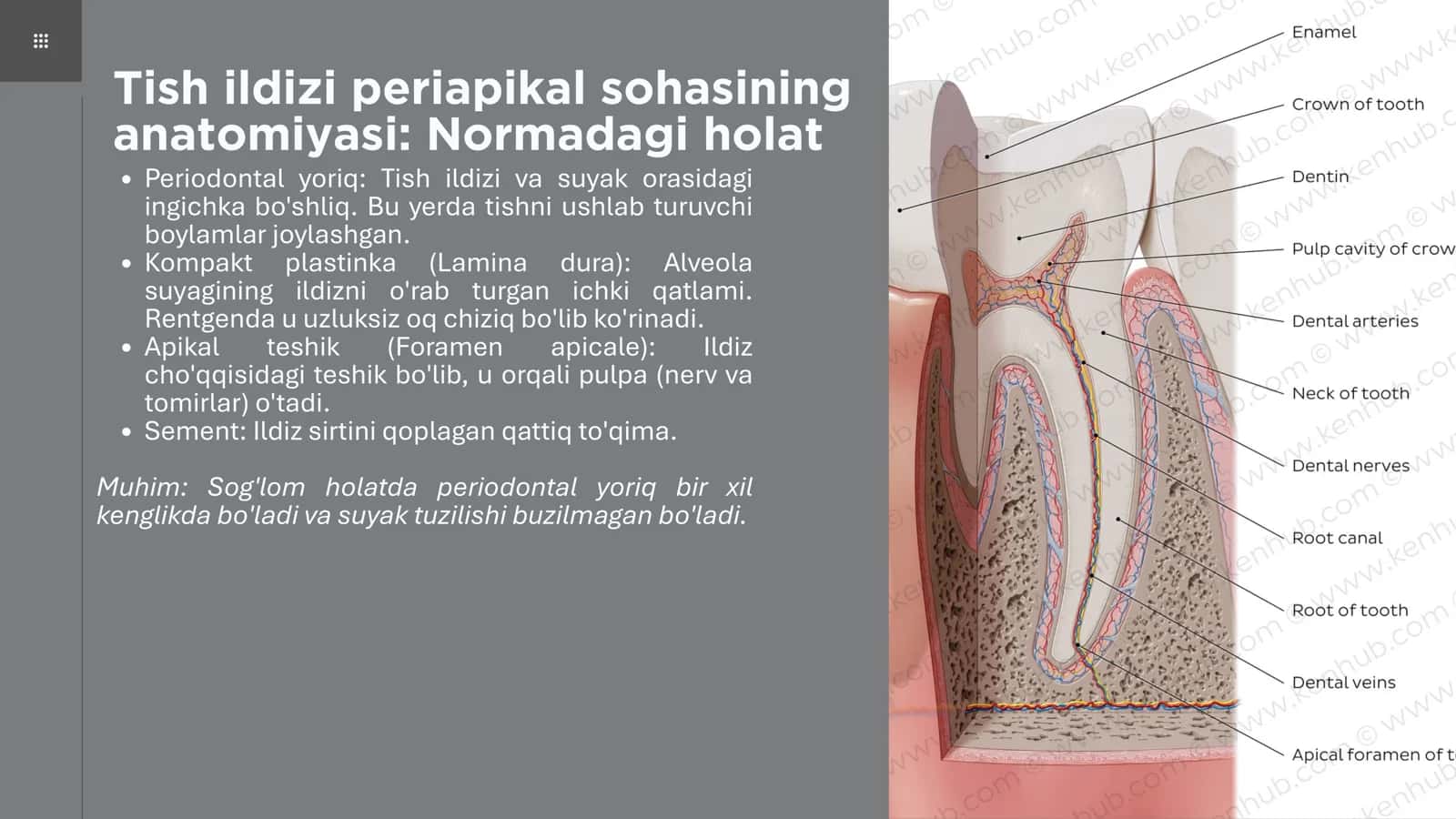 Periapikal granuloma va kistalar: diagnostika va qiyosiy tavsif 3