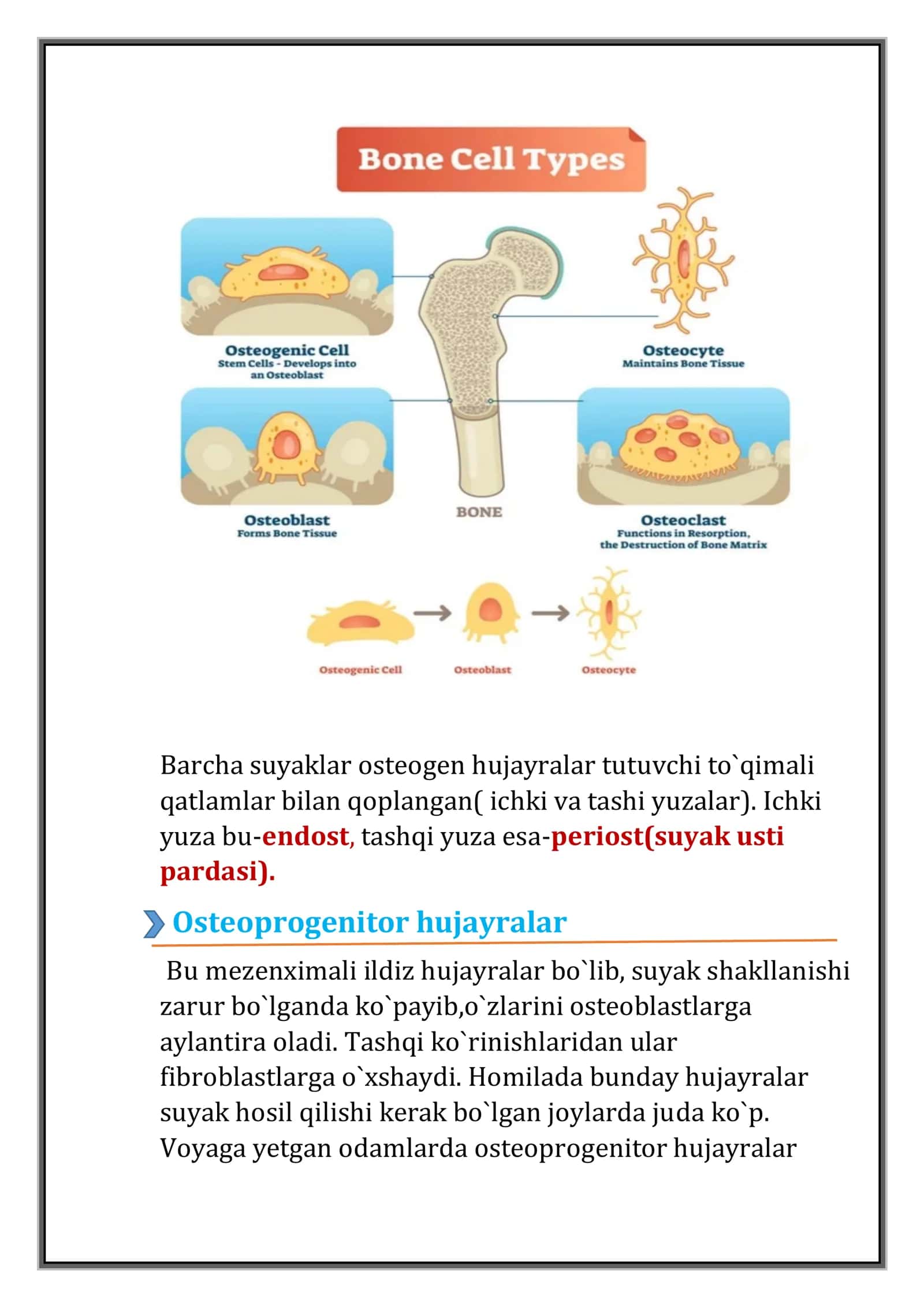 Suyak strukturasini o`rganish 3