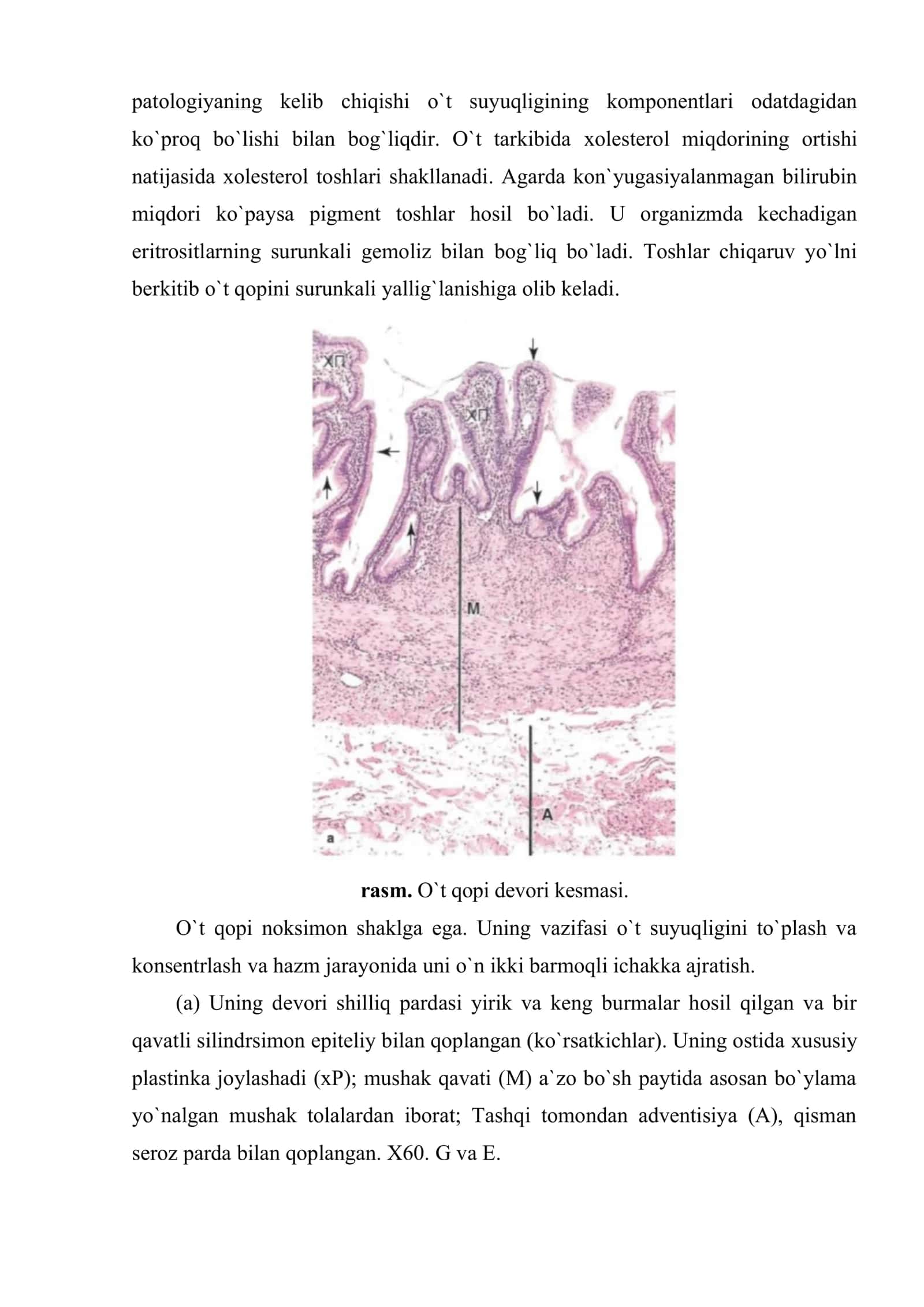 O`t yo`llari va o`t qopi tuzilishi 3