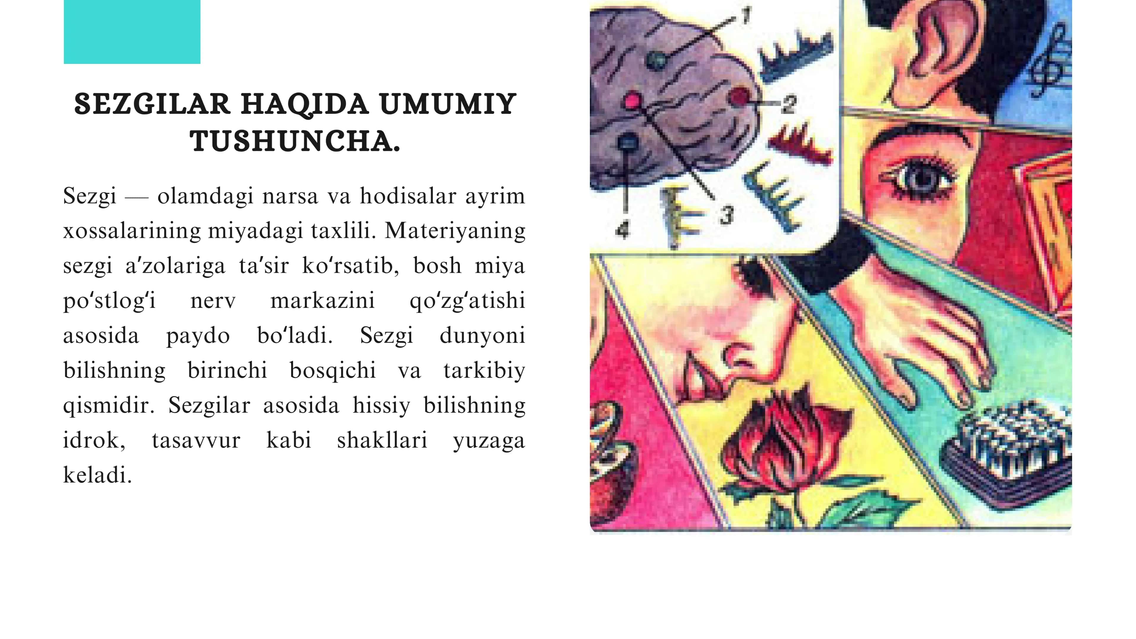 Sezgi va idrokning psixologik mohiyati, fiziologiyasi 3