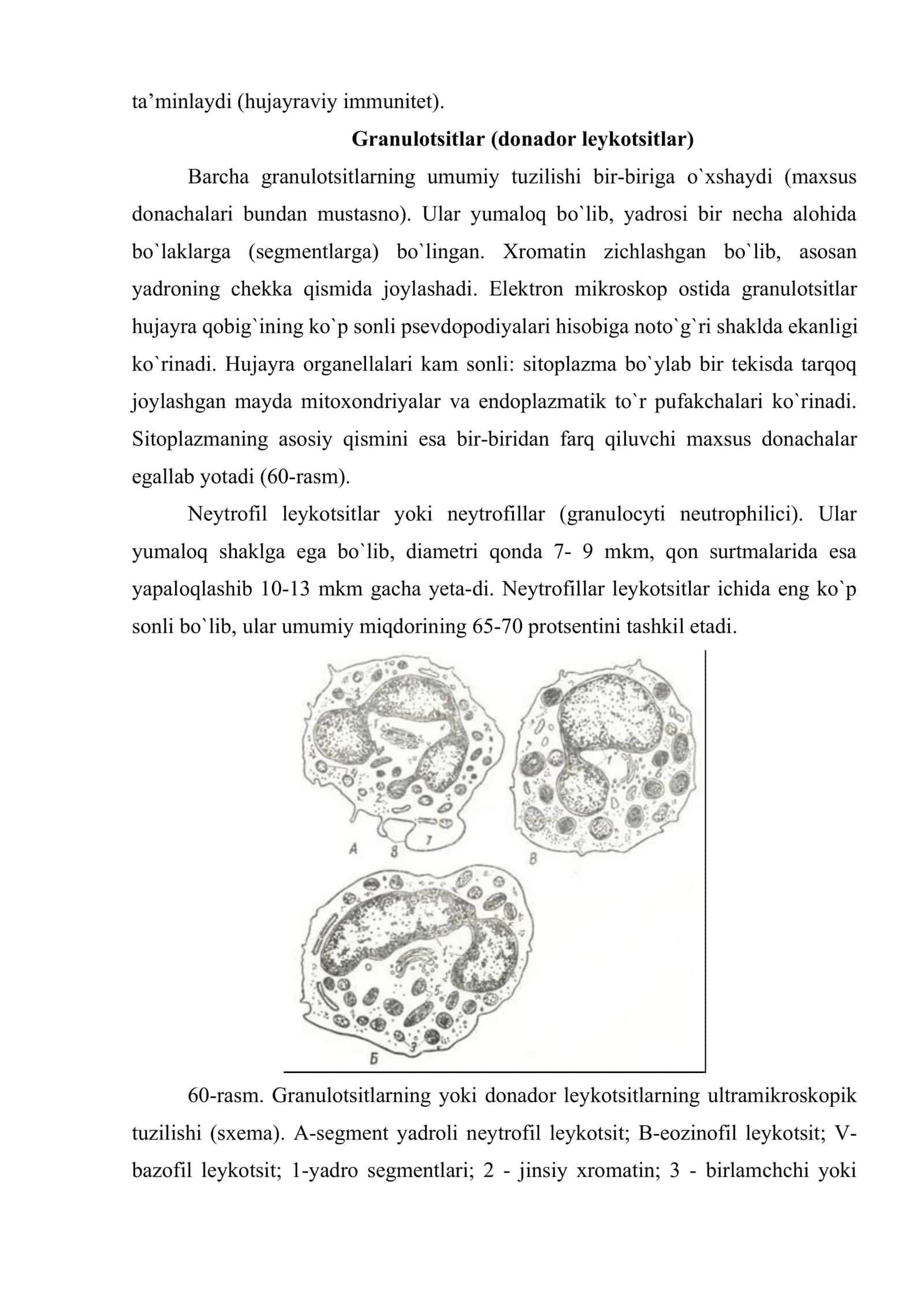 Leykotsitlar (leucocyti) 3
