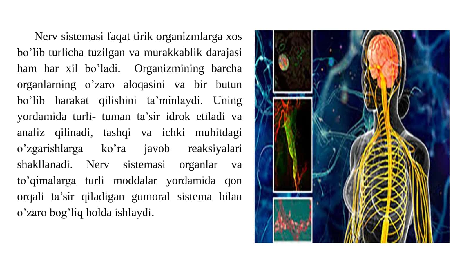 Nerv tizimining yoshga bog’liq xususiyatlari 3