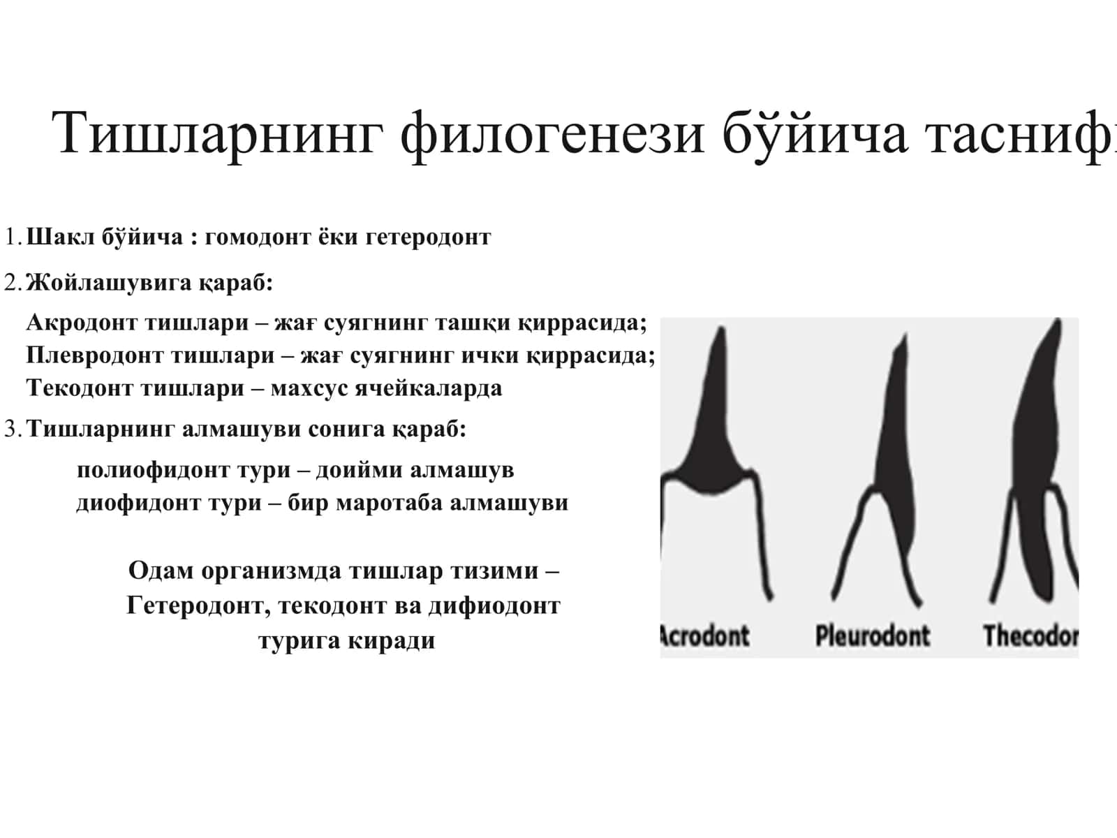 ТИШЛАР ТАРАҚҚИЁТИ 3