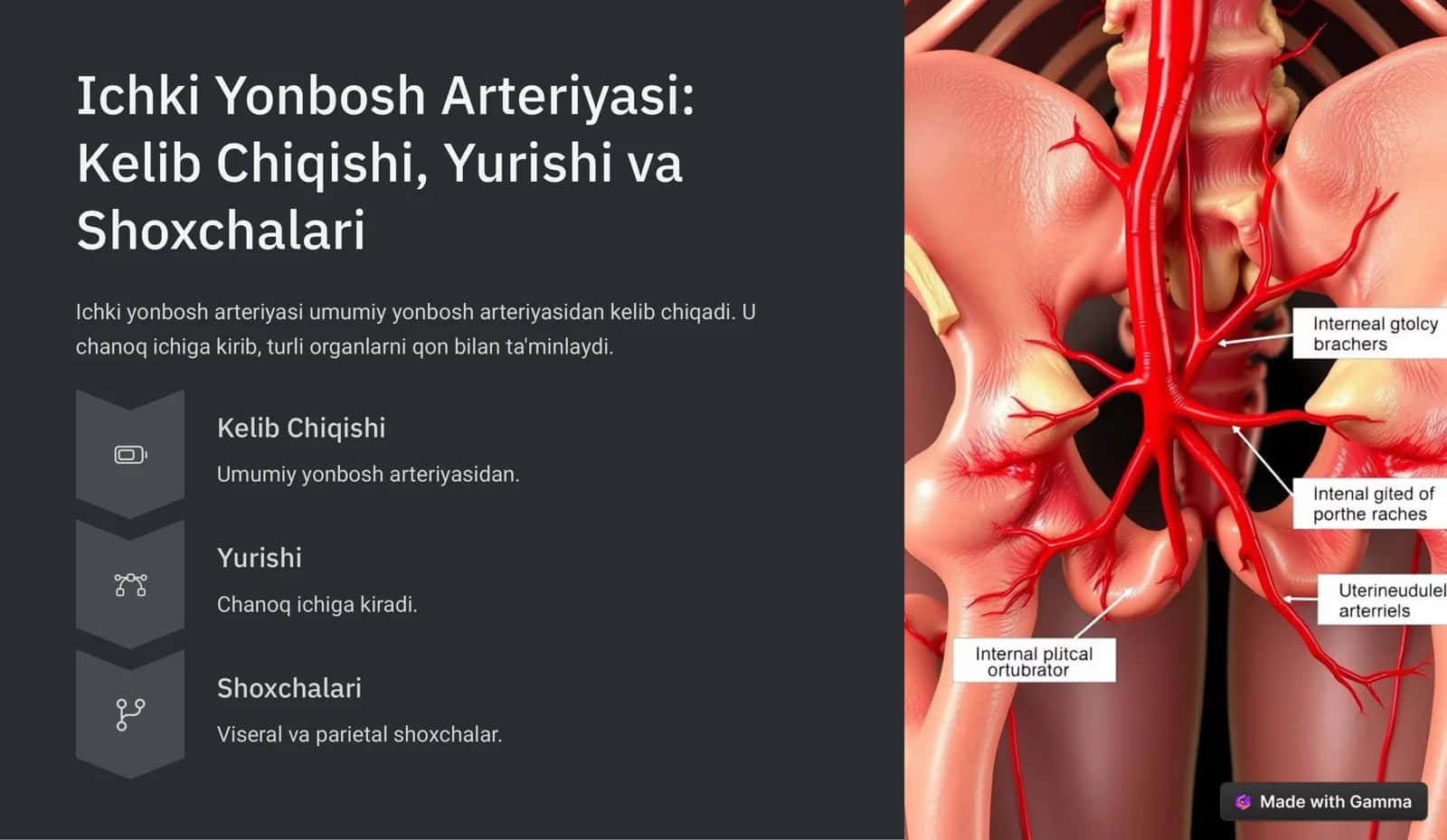 Ichki va Tashqi Yonbosh Arteriyalari: Taqqoslash va Klinik Ahamiyati 3