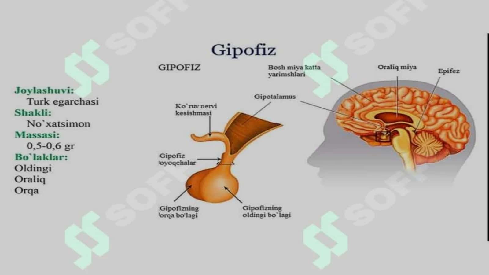 Gipofiz bezi: Bolalarda anatoma-fiziologik xususiyatlari va kasalliklari 3