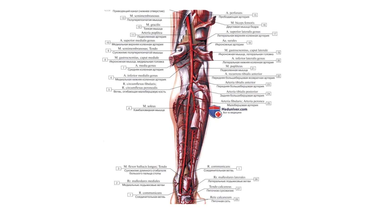 Oyoq Arteriyalari anatomiyasi 3