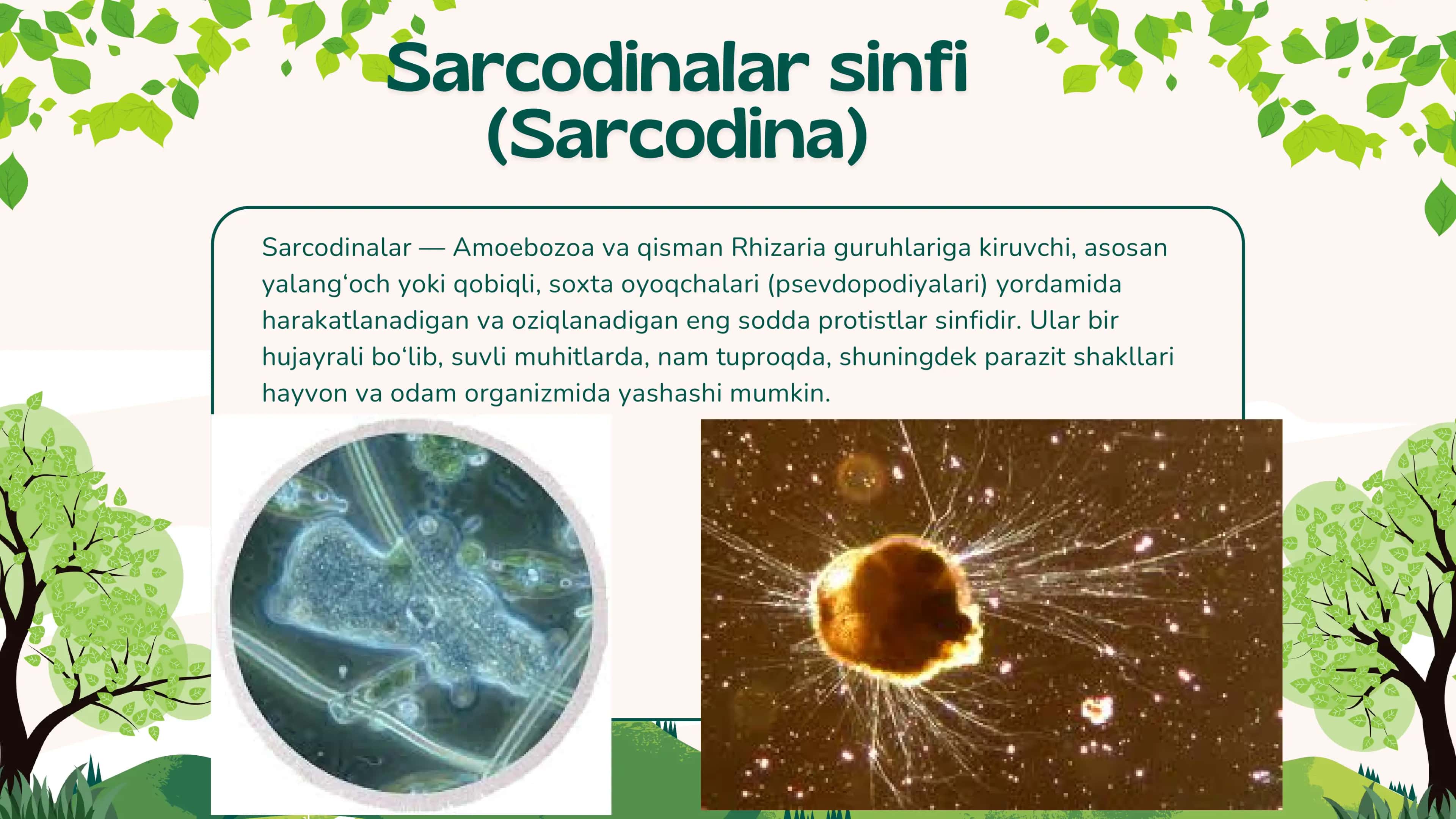 Soxta oyoqlilar 3