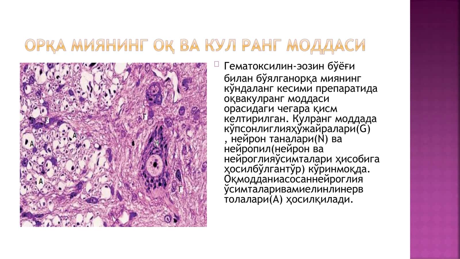 ГИСТОЛОГИЯ ВА ТИББИЙ БИОЛОГИЯ 3