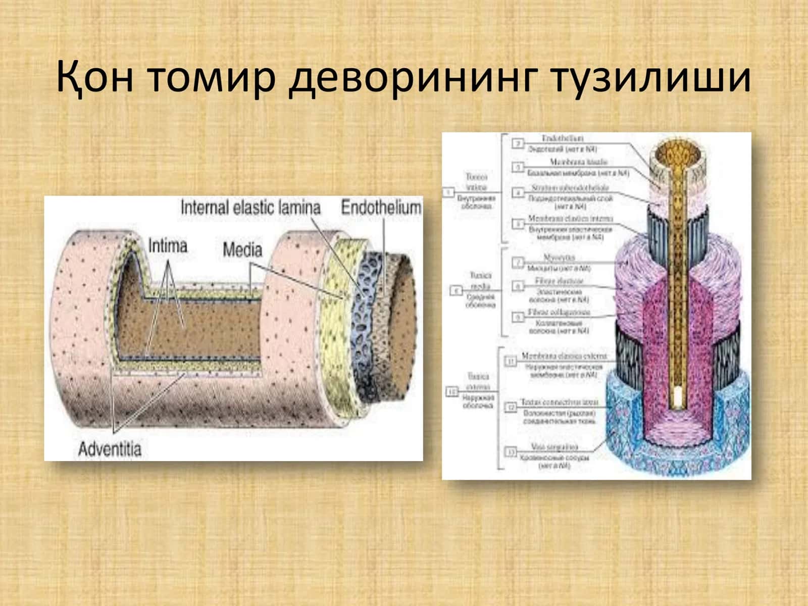 Артериялар ва микроциркулятор қон томирлар 3