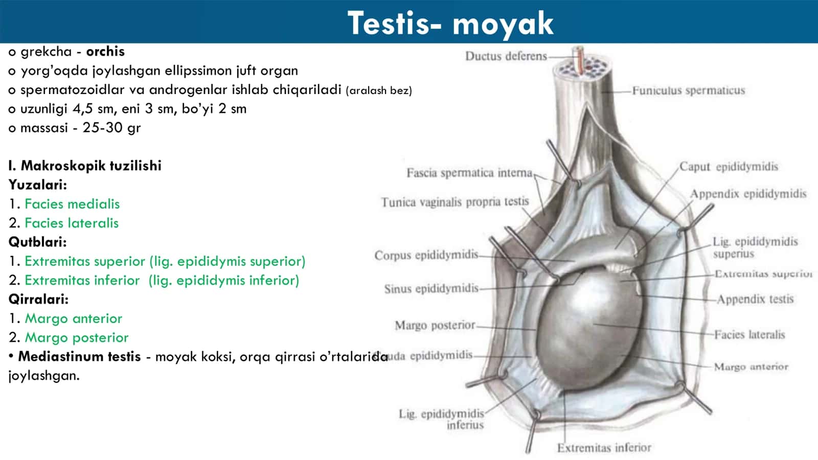 Jinsiy Sistema Anatomiyasi 3