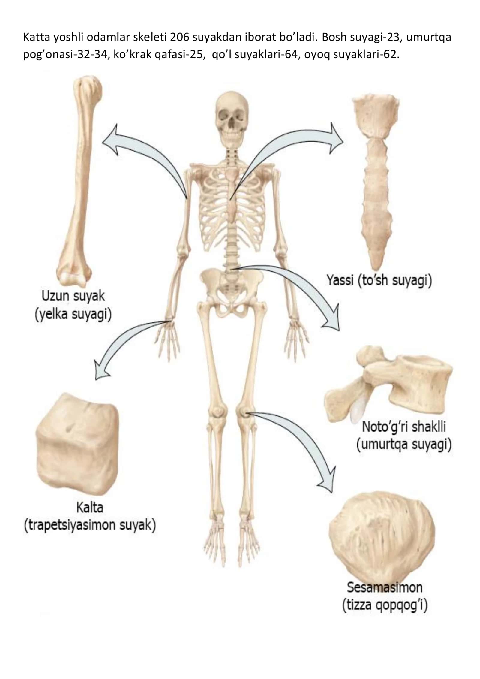 Anatomiyada odam suyaklari misolida qabul qilingan suyaklarning lotincha nomlari haqida umumiy tushuncha 3