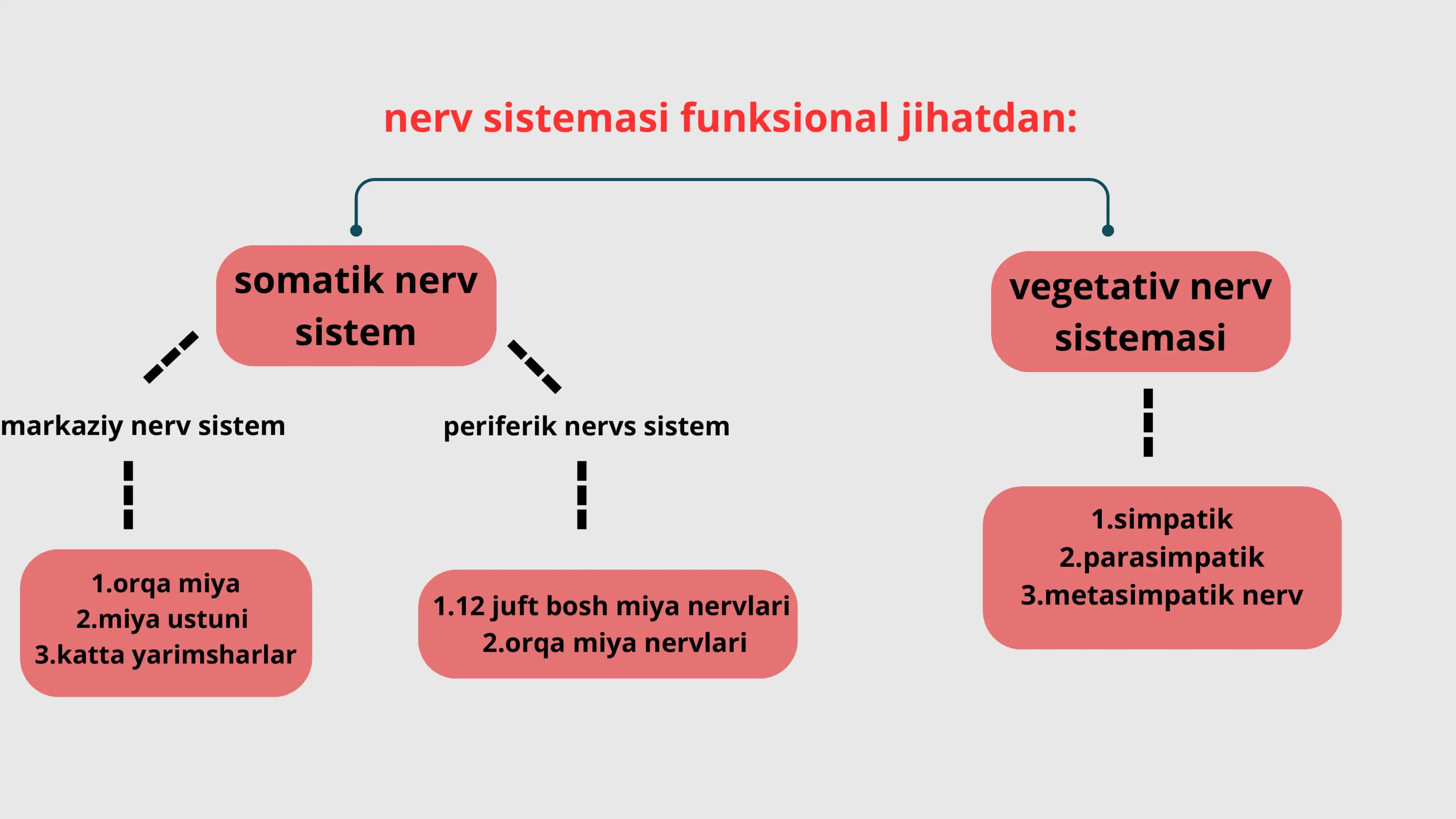 Nerv sistemasi va sinapslar fiziologiyasi 3