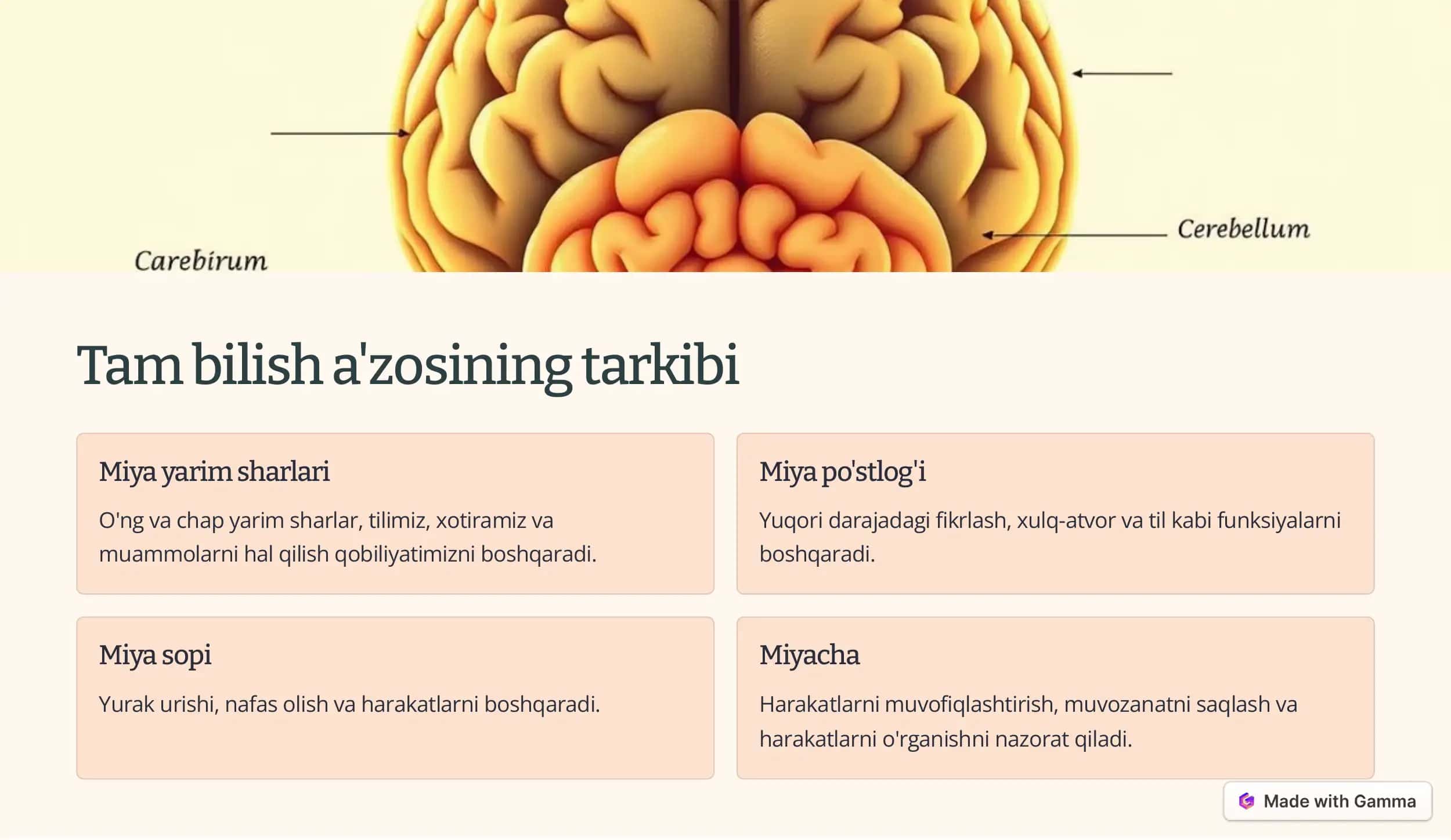 Tam bilish a'zosi: Ahamiyati va tuzilishi 3