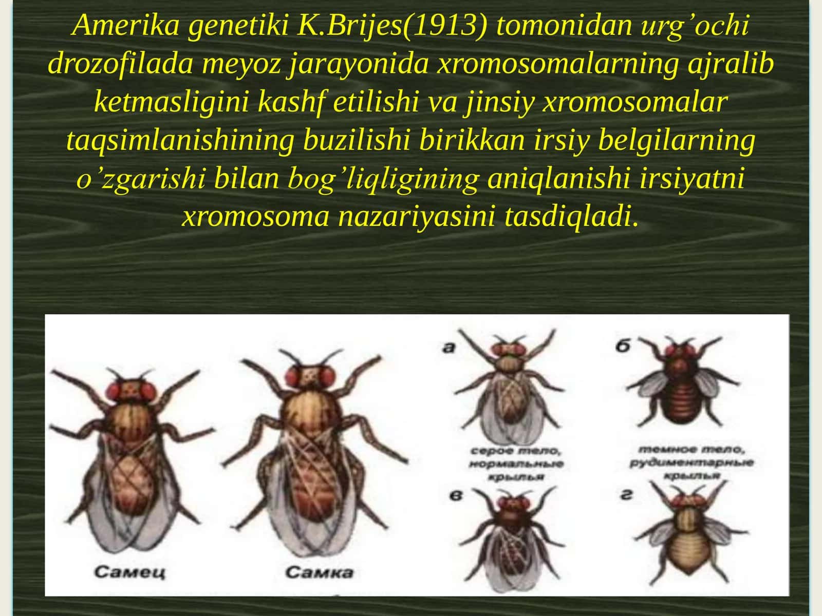 Ирсиятнинг 
хромосома назарияси. 3