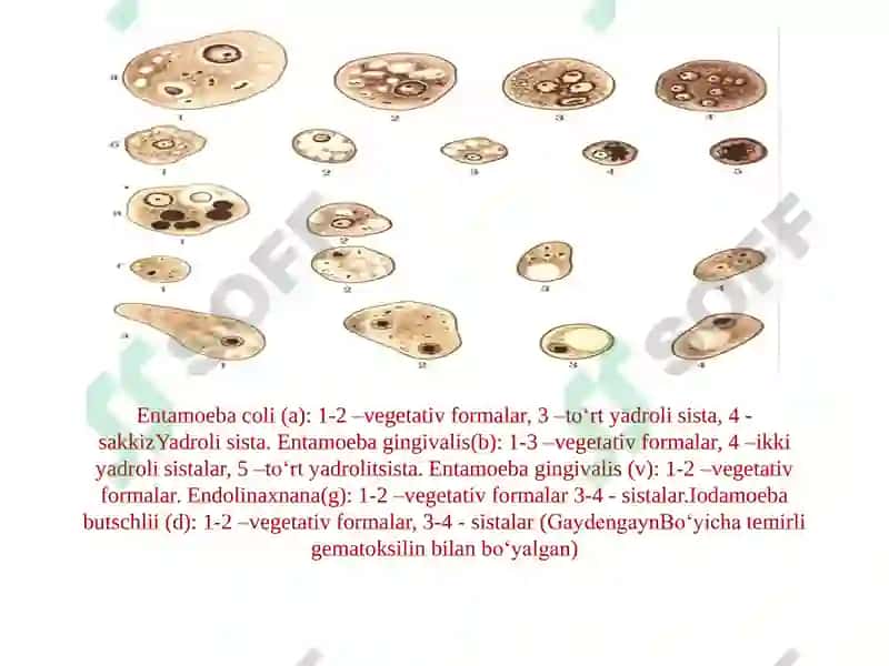 Entamoeba coli, Ichak amyobasining vegetativ shakllari 3