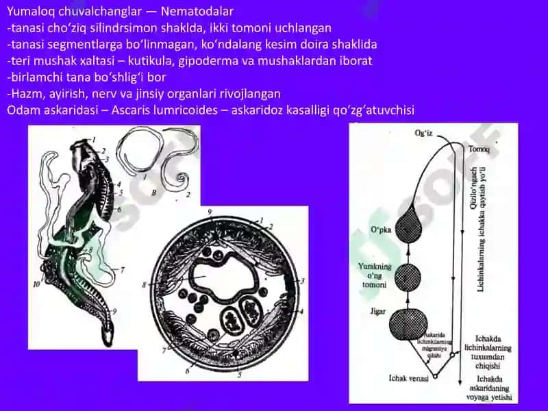 YUMALOQ CHUVALCHANGLAR 3