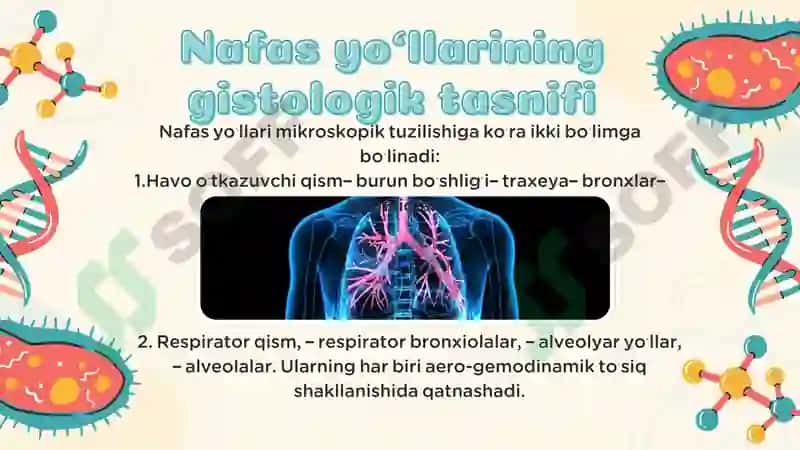 Nafas olish tizimi aero-gemodinamik to’siqlar endoteliy hujayralari ahamiyati 3