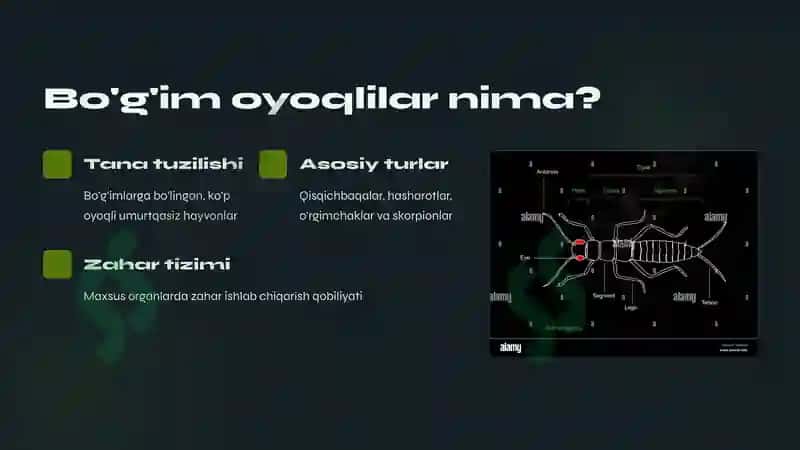 Zaxarli boʼgʼim oyoqlilar 3