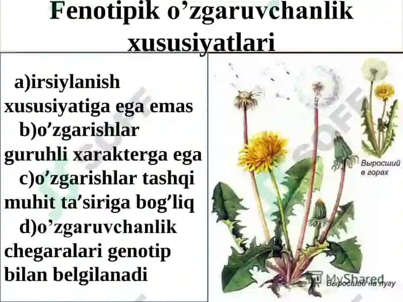 MODIFIKATSION O’ZGARUVCHANLIK VA UNI STATISTIK USULDA O’RGANISH FENOTIPIK O’ZGARUVCHANLIK 3