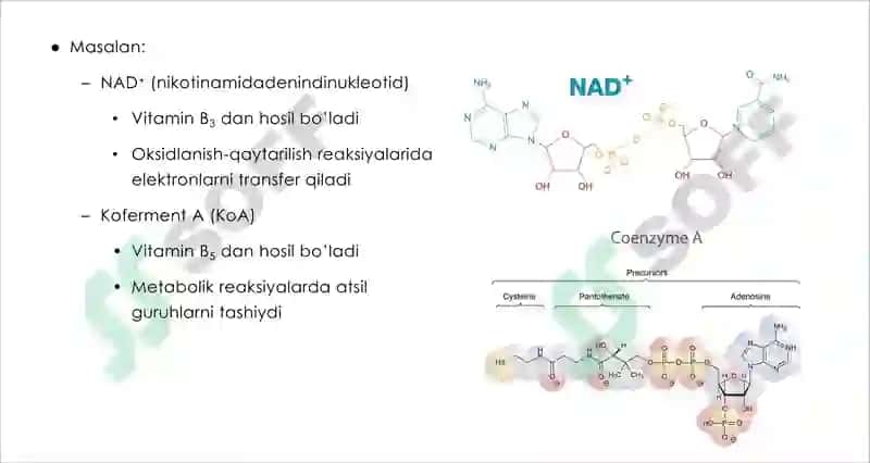 Fermentlar 3